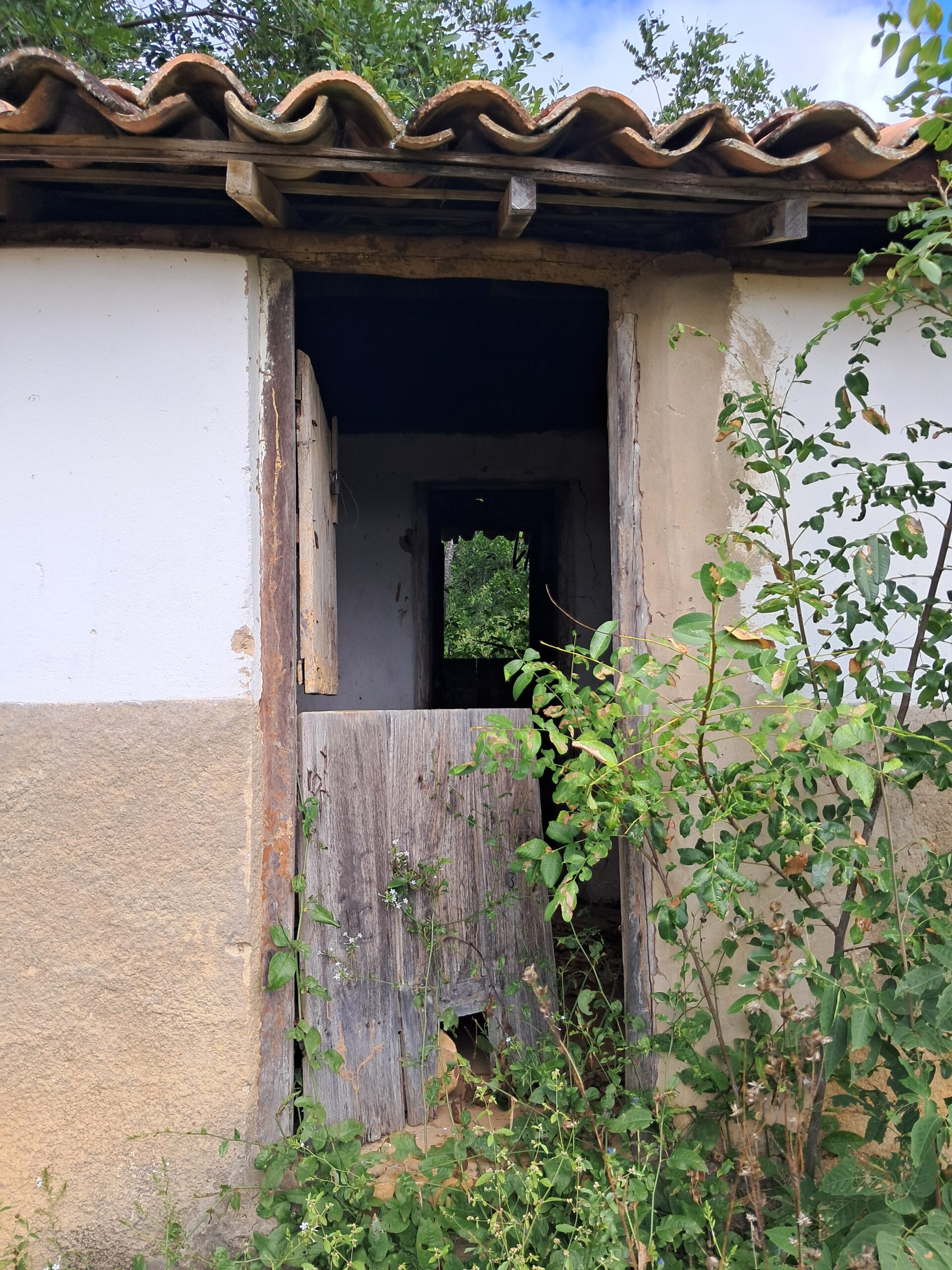 Jararaca-da-Seca Comento um Rato