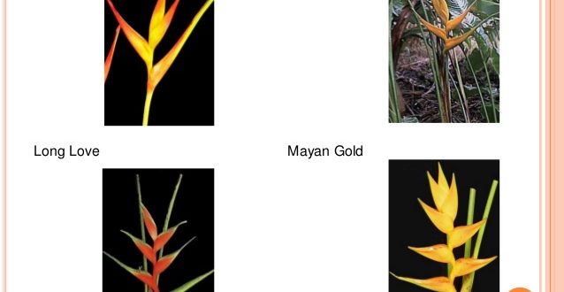 Tipos de Heliconia