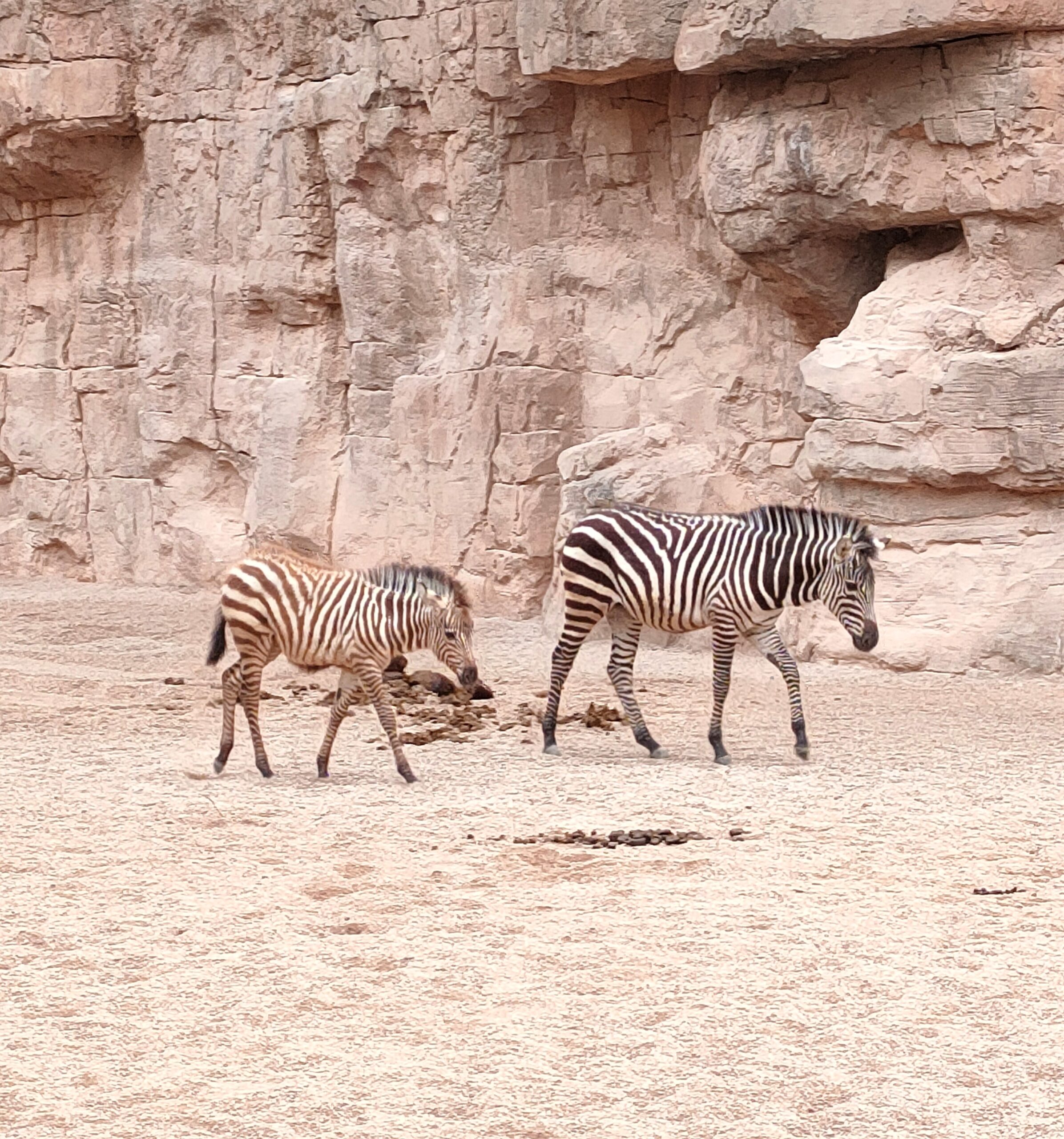 Zebras na Grande Migração no Serengeti, África