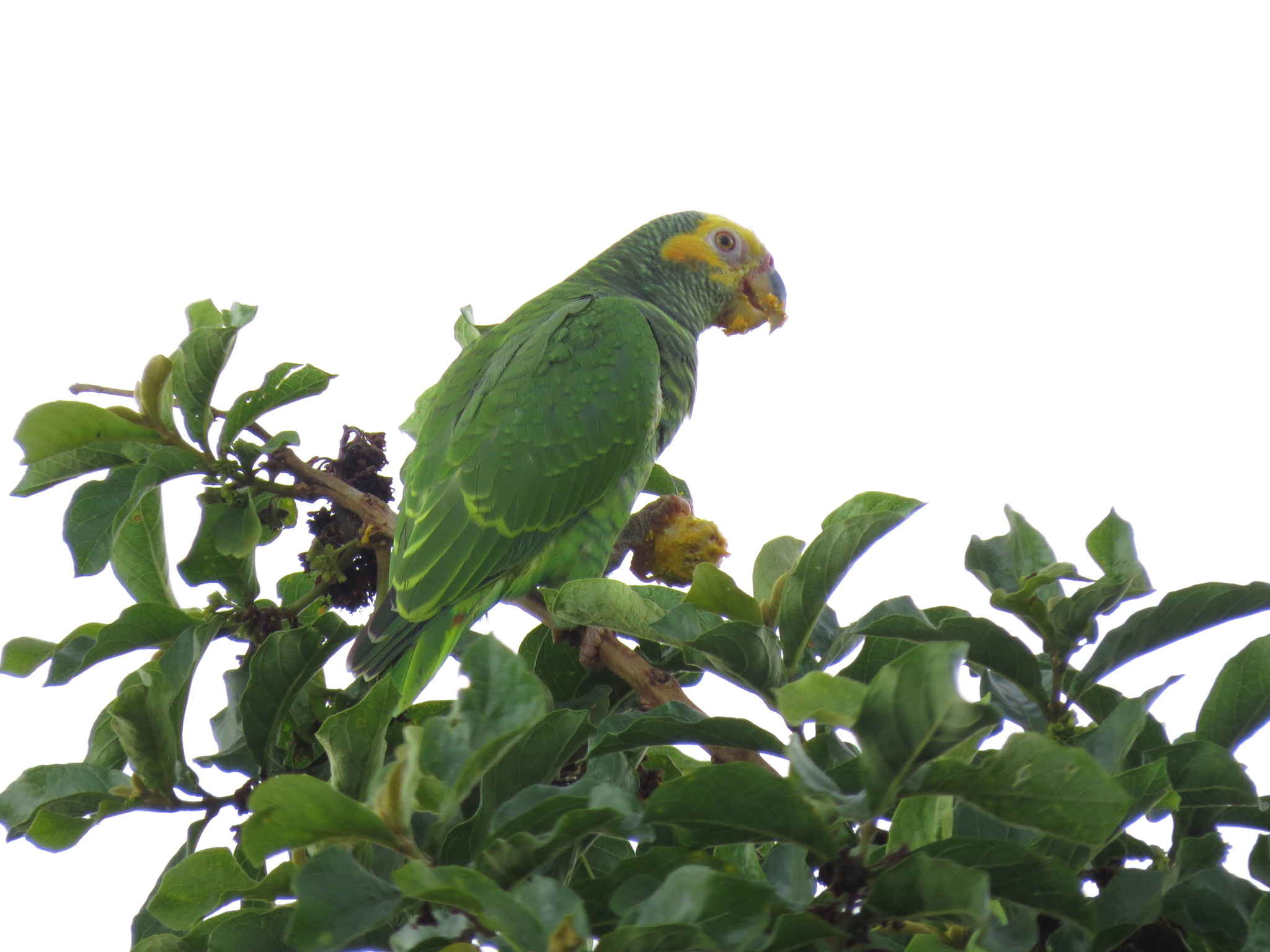 Papagaio Charão