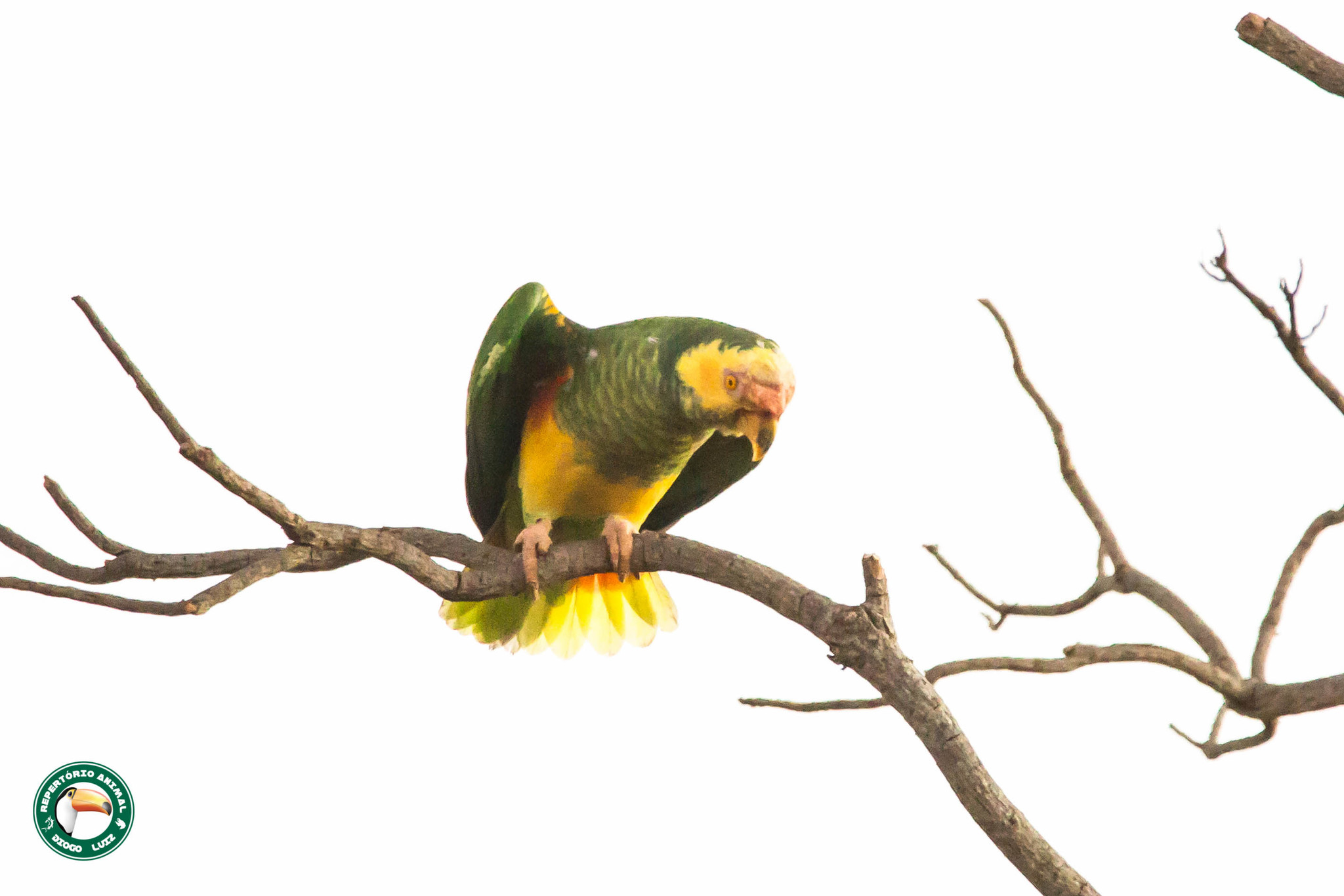 Papagaio Galego Amazona Xanthops Comendo Folha de Caju