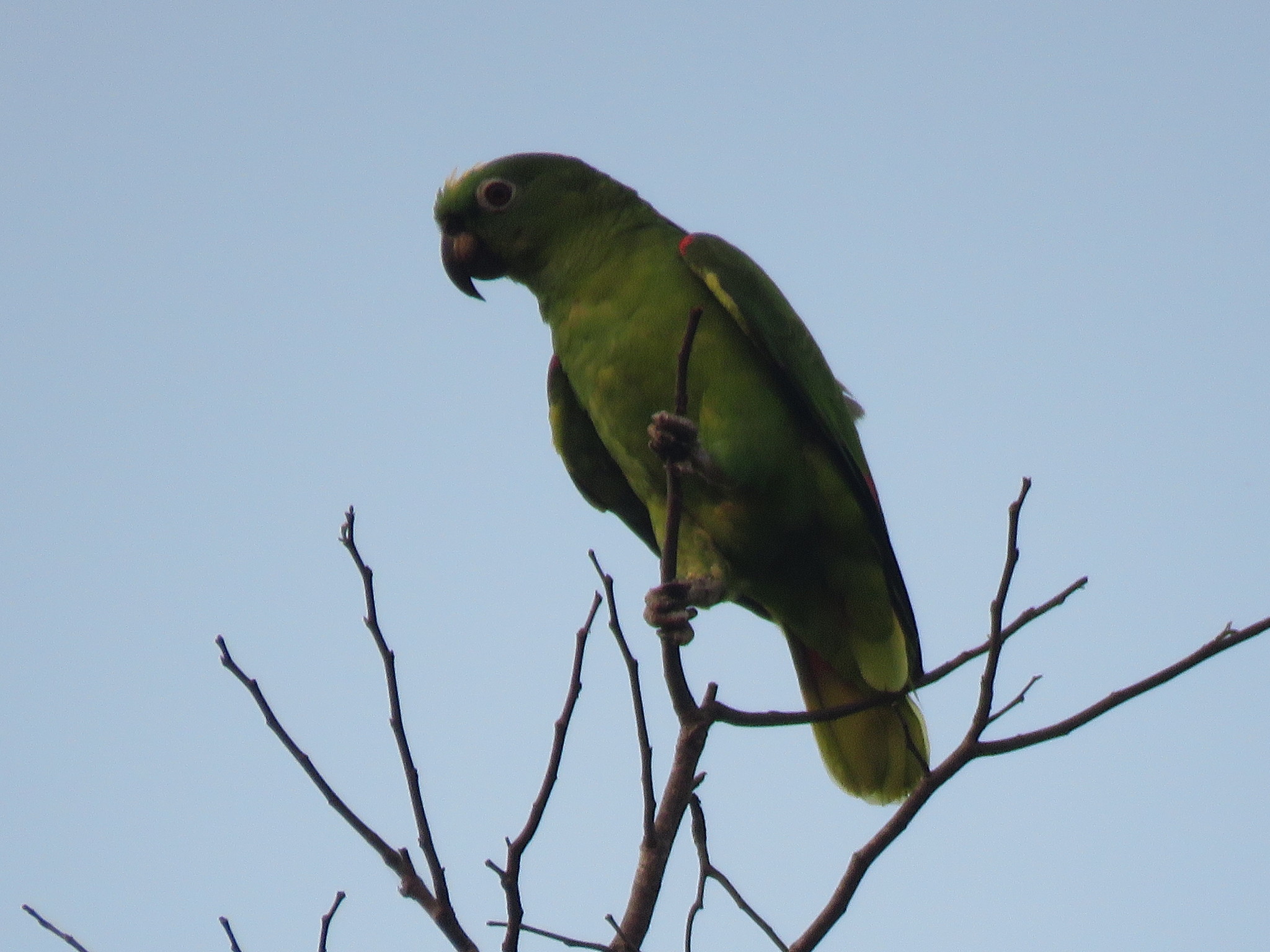 Papagaio de Porto Rico