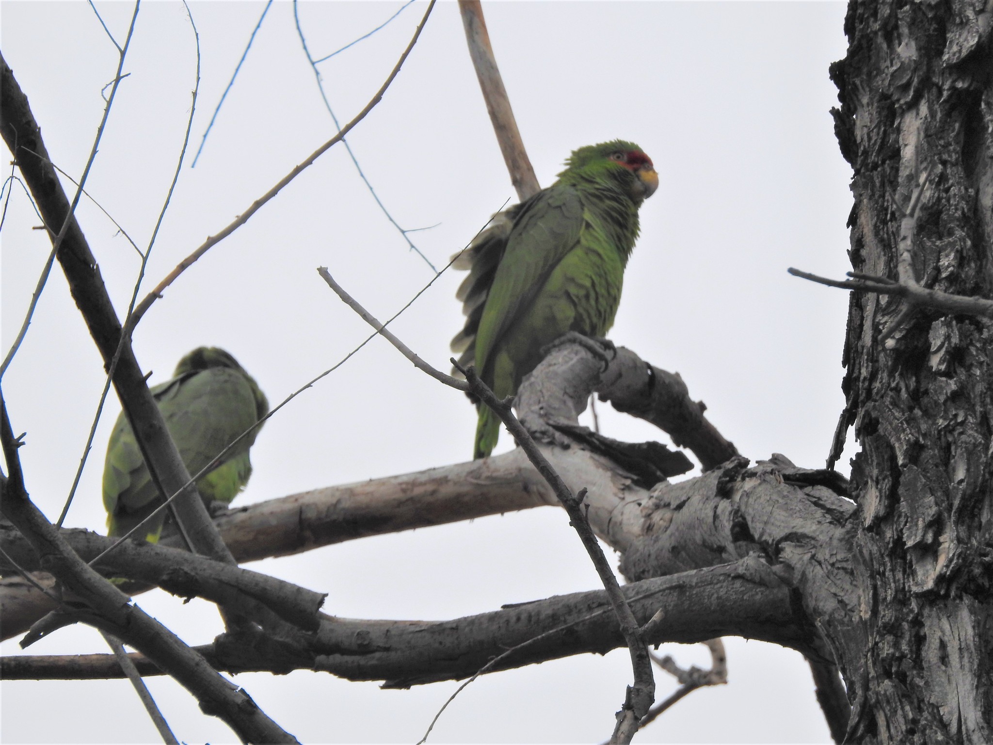 Papagaio Diadema 