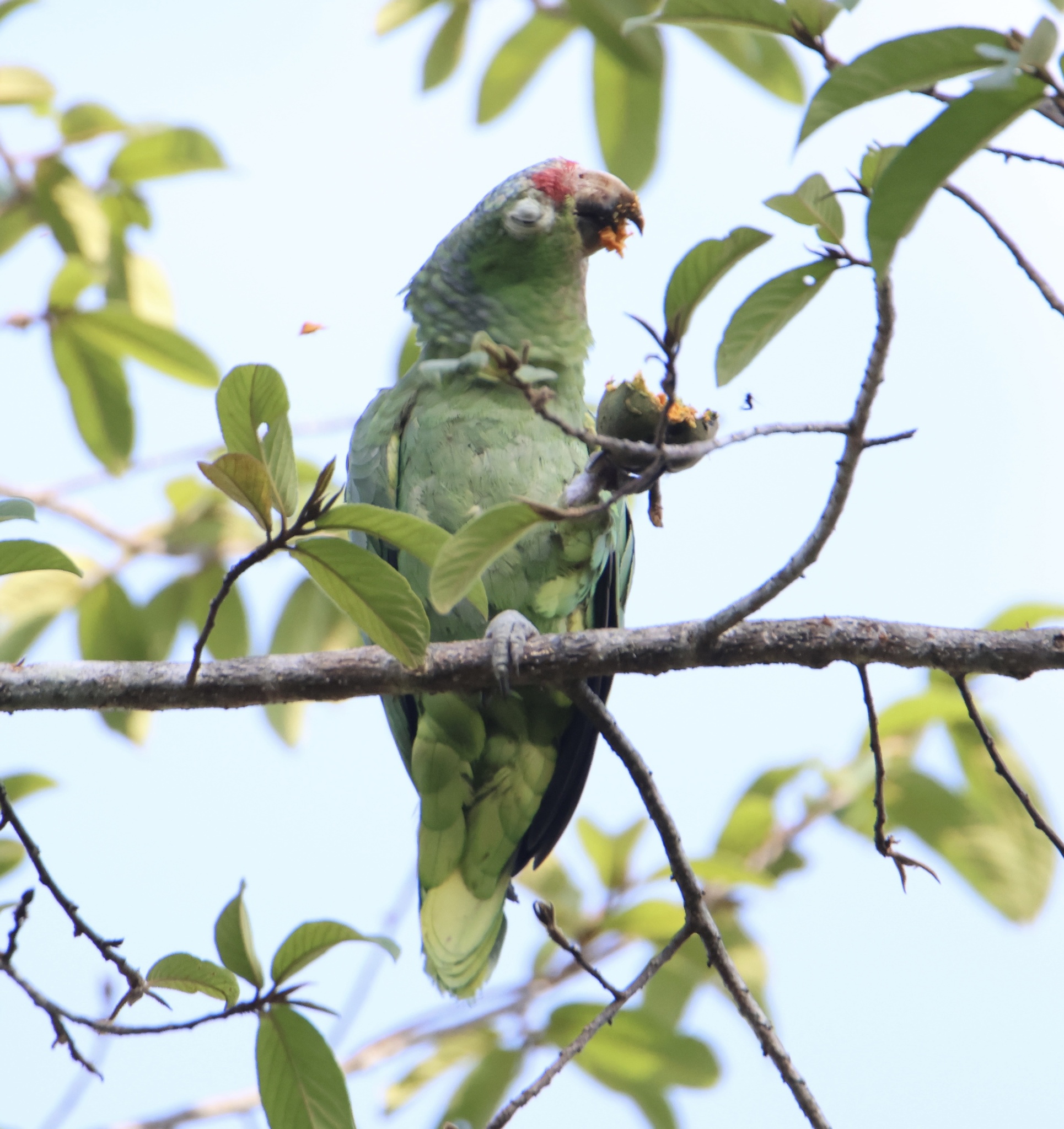 Papagaio Diadema Comendo 