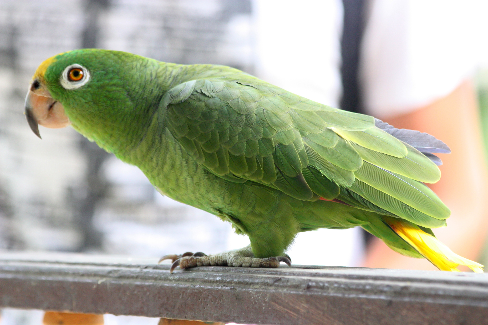 Psittacidae Amazona