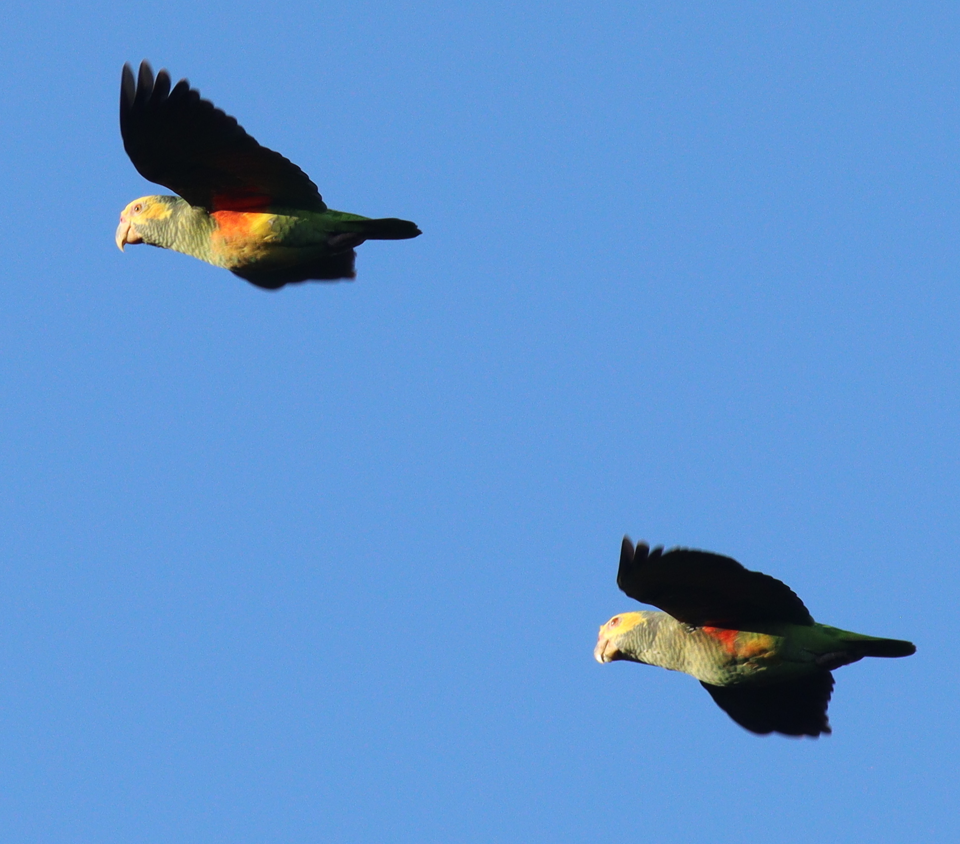 Tiriba Pérola (Pyrrhura Lepida Lepida)