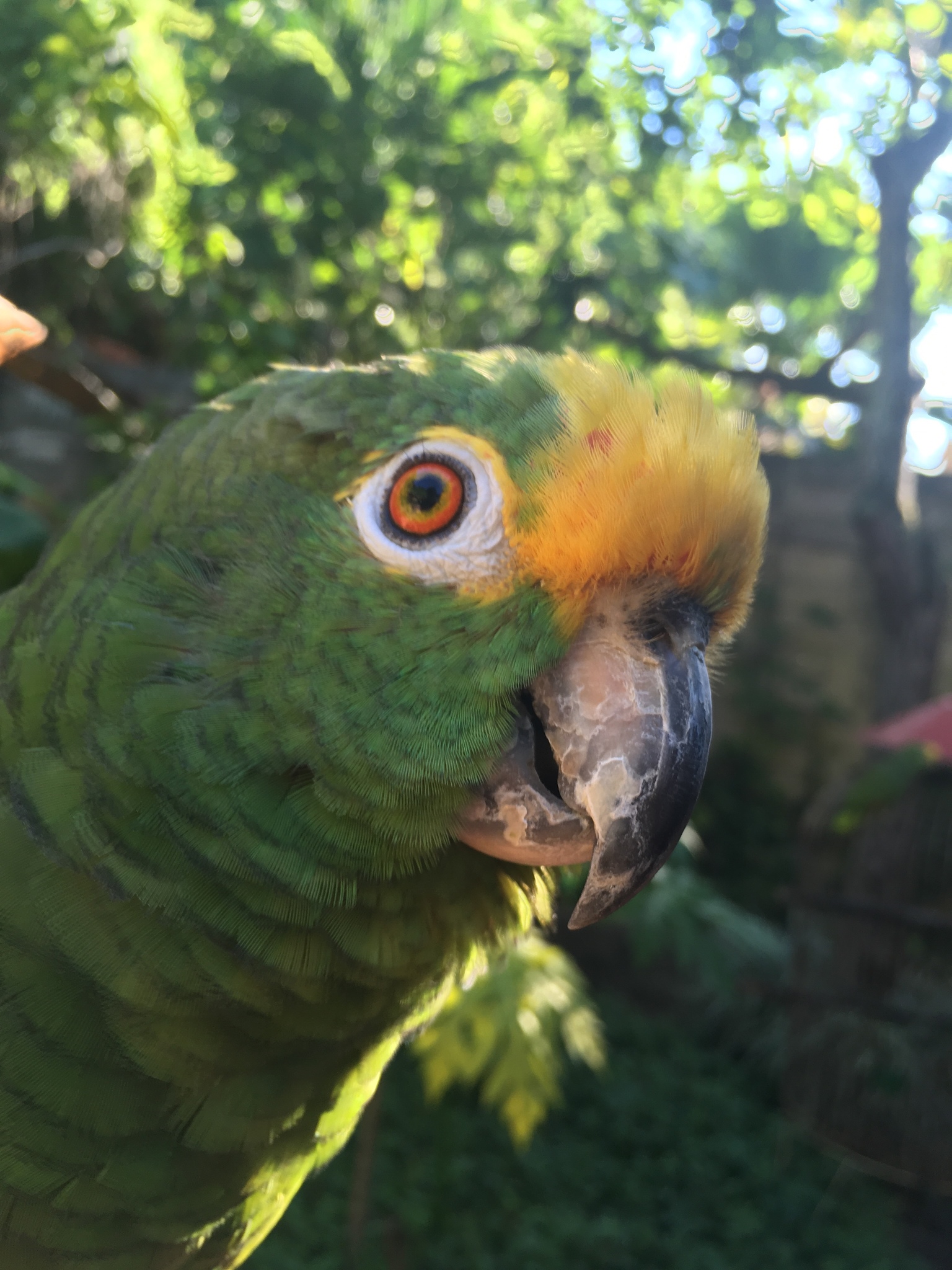 Papagaio Verdadeiro