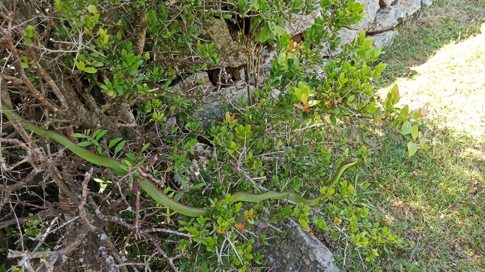 Pitón Verde Arborícola