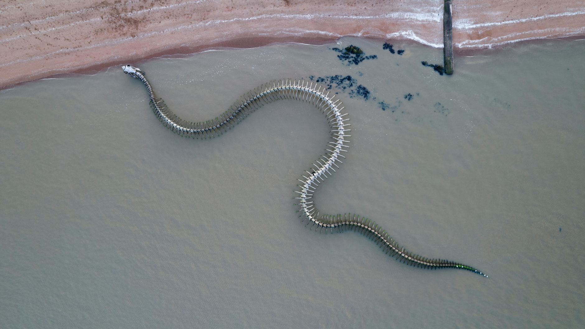 Serpente Marinha de Bico se Alimentando