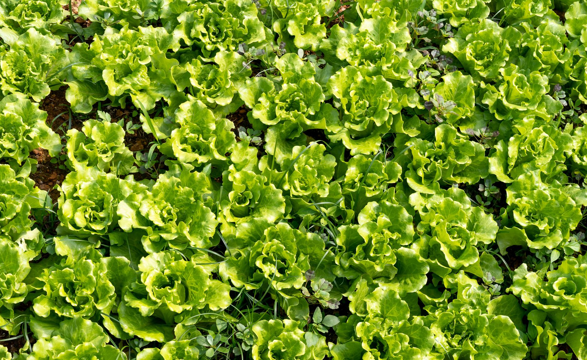 Plantação da Alface Crespa 