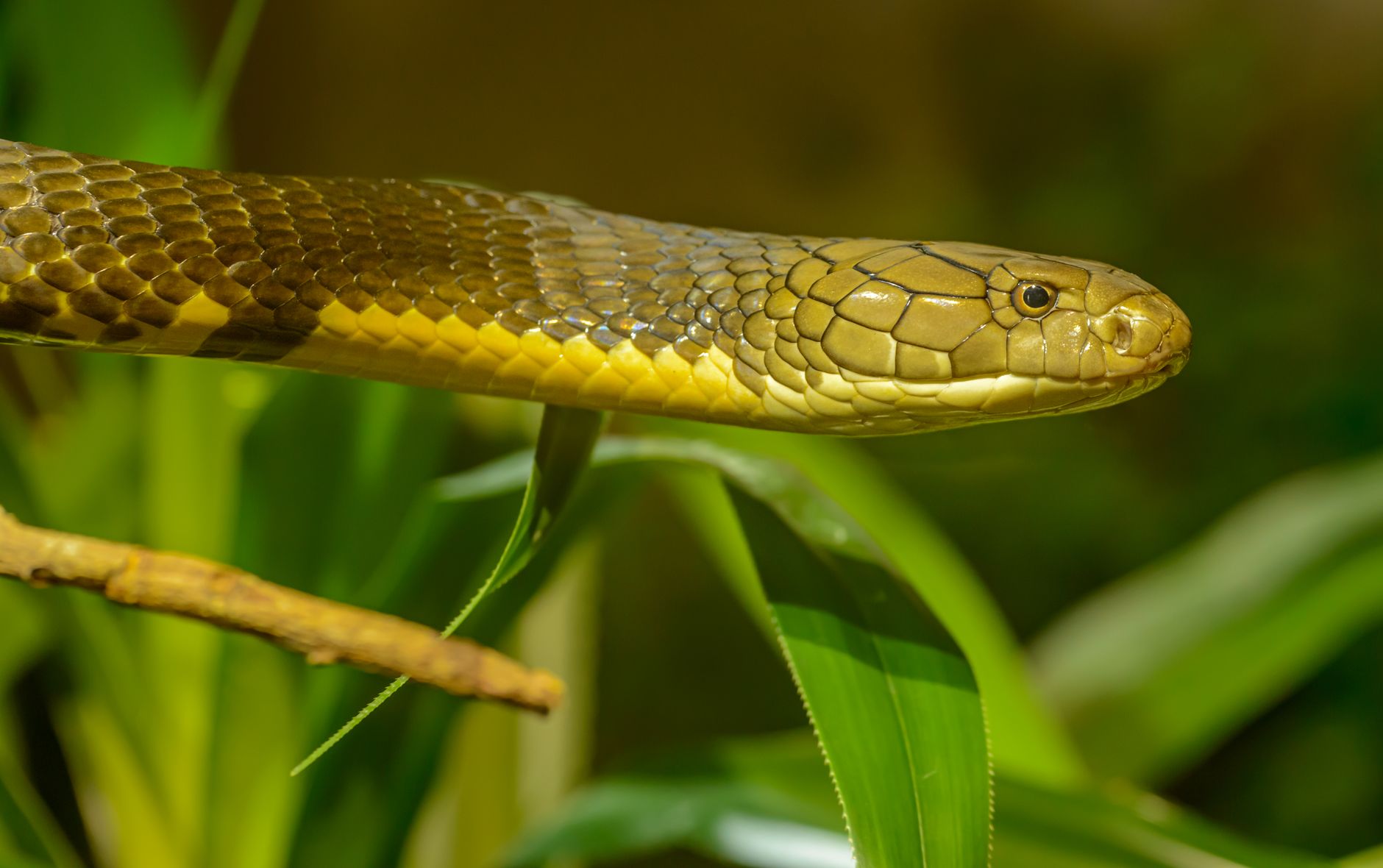 Jararacuçu
