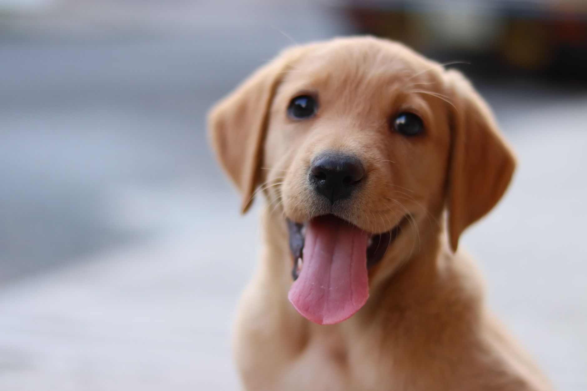 Tudo de Cão Transforma 