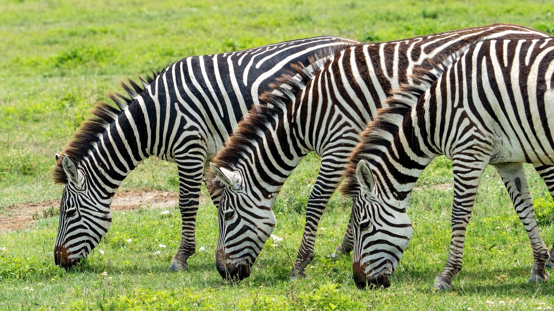 O Milagre Científico foi Realizado por Especialistas do Chamado Projeto Quagga, Liderado por Eric Harley, Professor da Universidade da Cidade do Cabo.