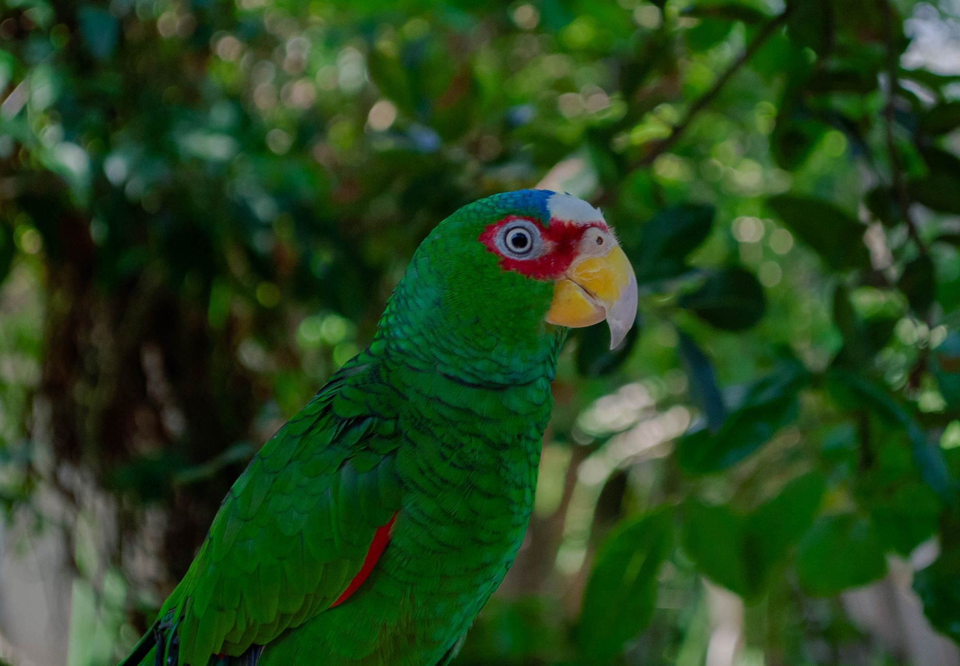 Kea