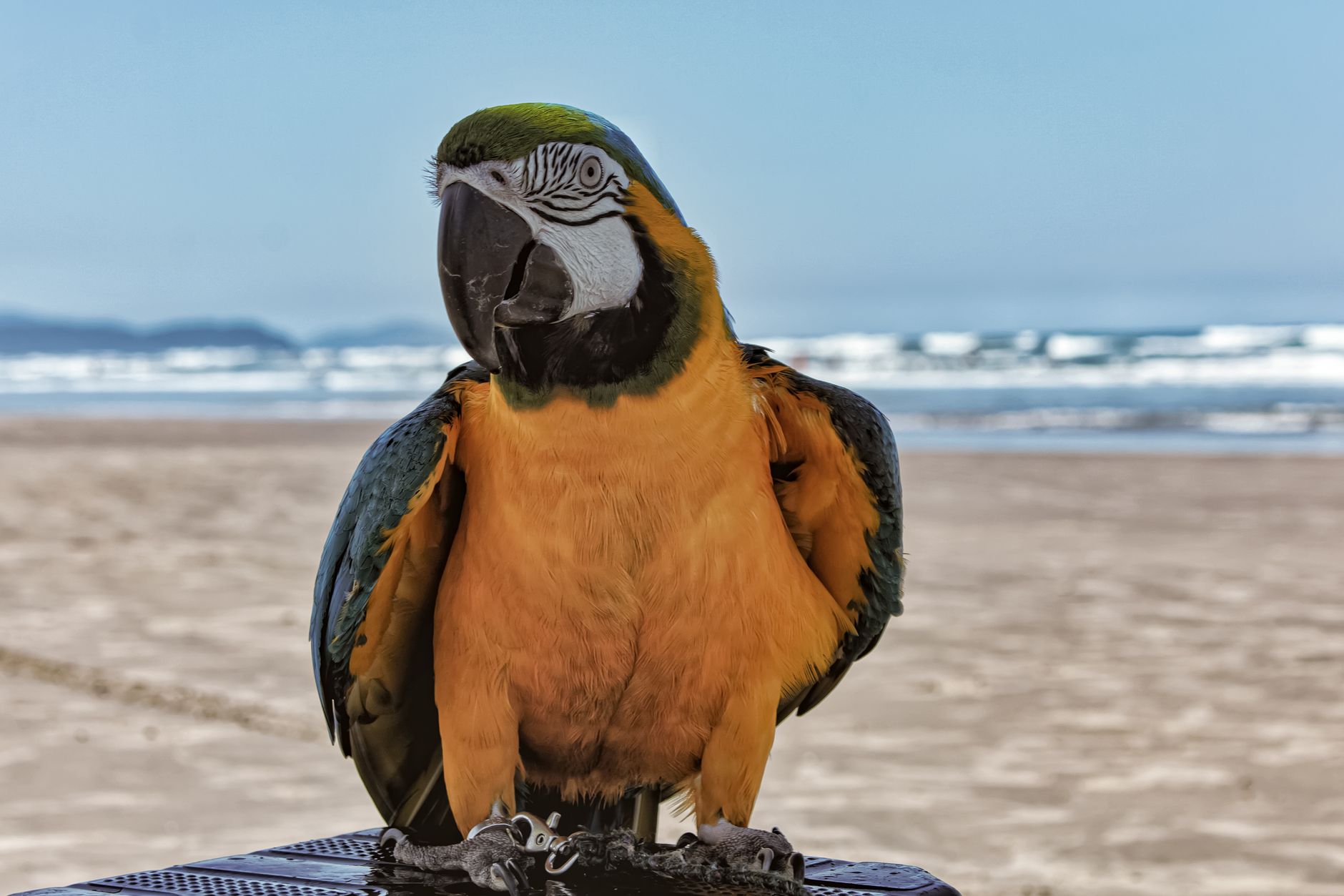 Retrato de Um Papagaio Velho 