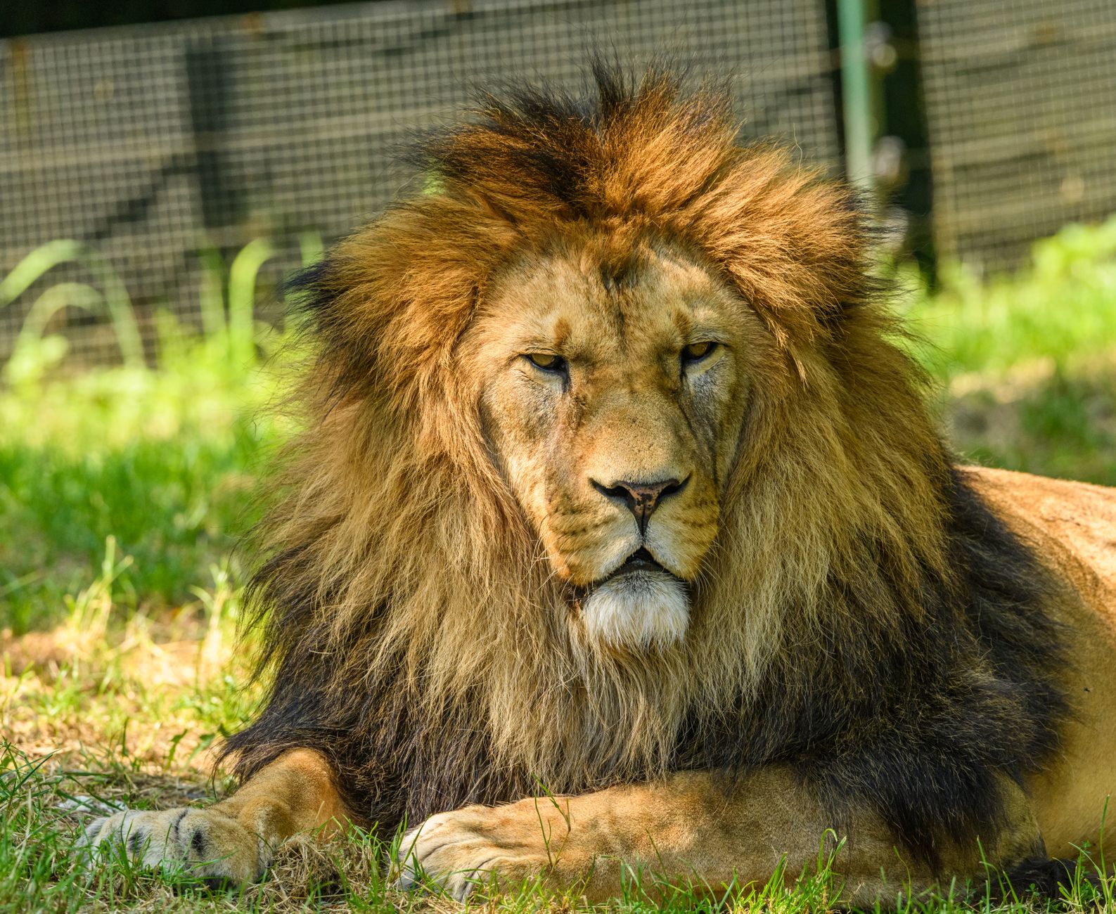 Os Pelos do Mini Coelho Lion Head