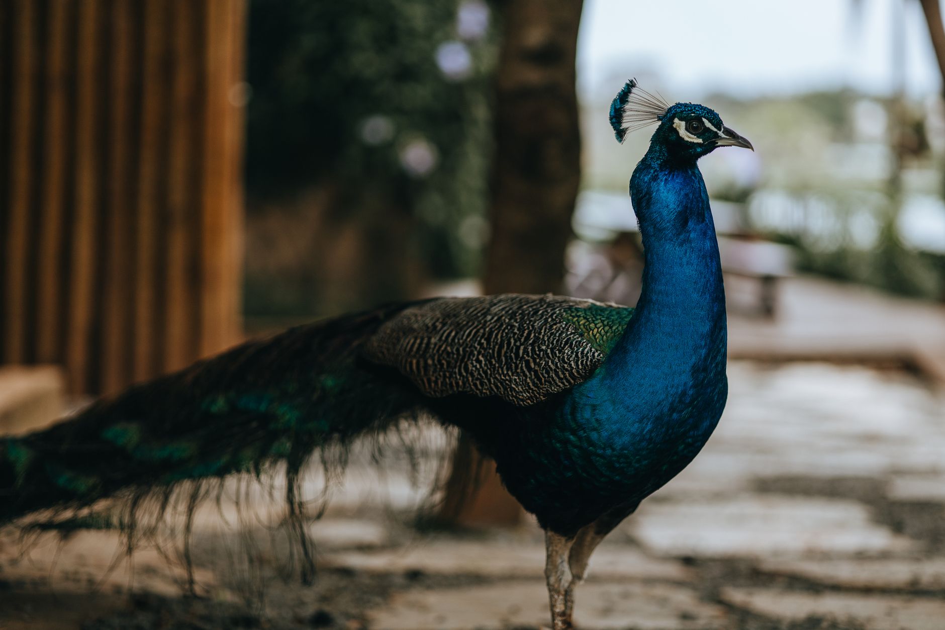 Ovos de Pavão