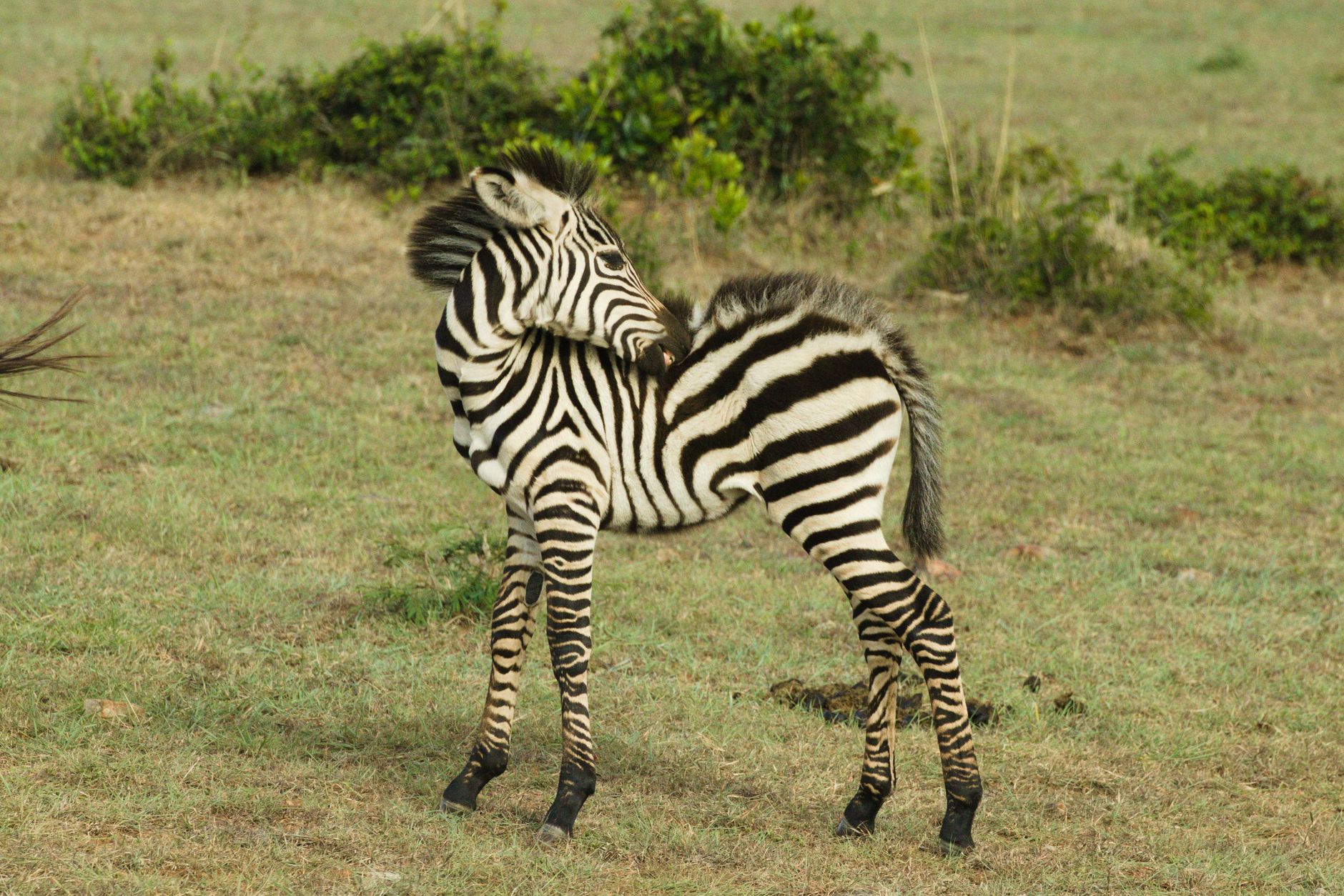 Zebras e Antílope