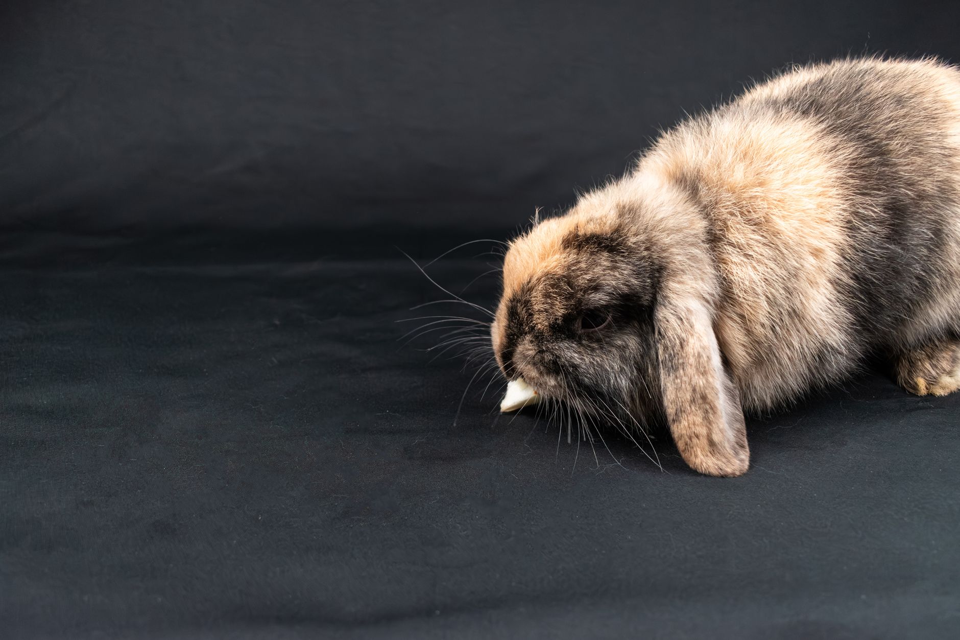 Raça de Coelhos Fuzzy Lop