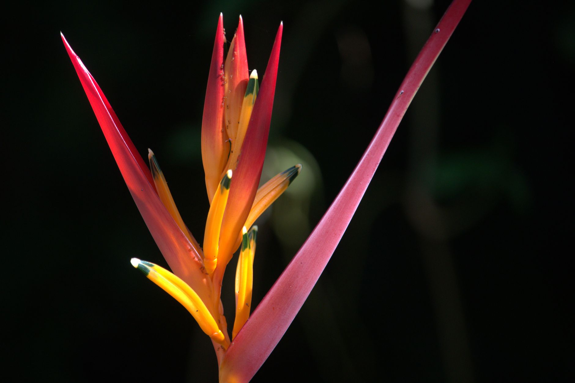 Heliconia Gaiboriana
