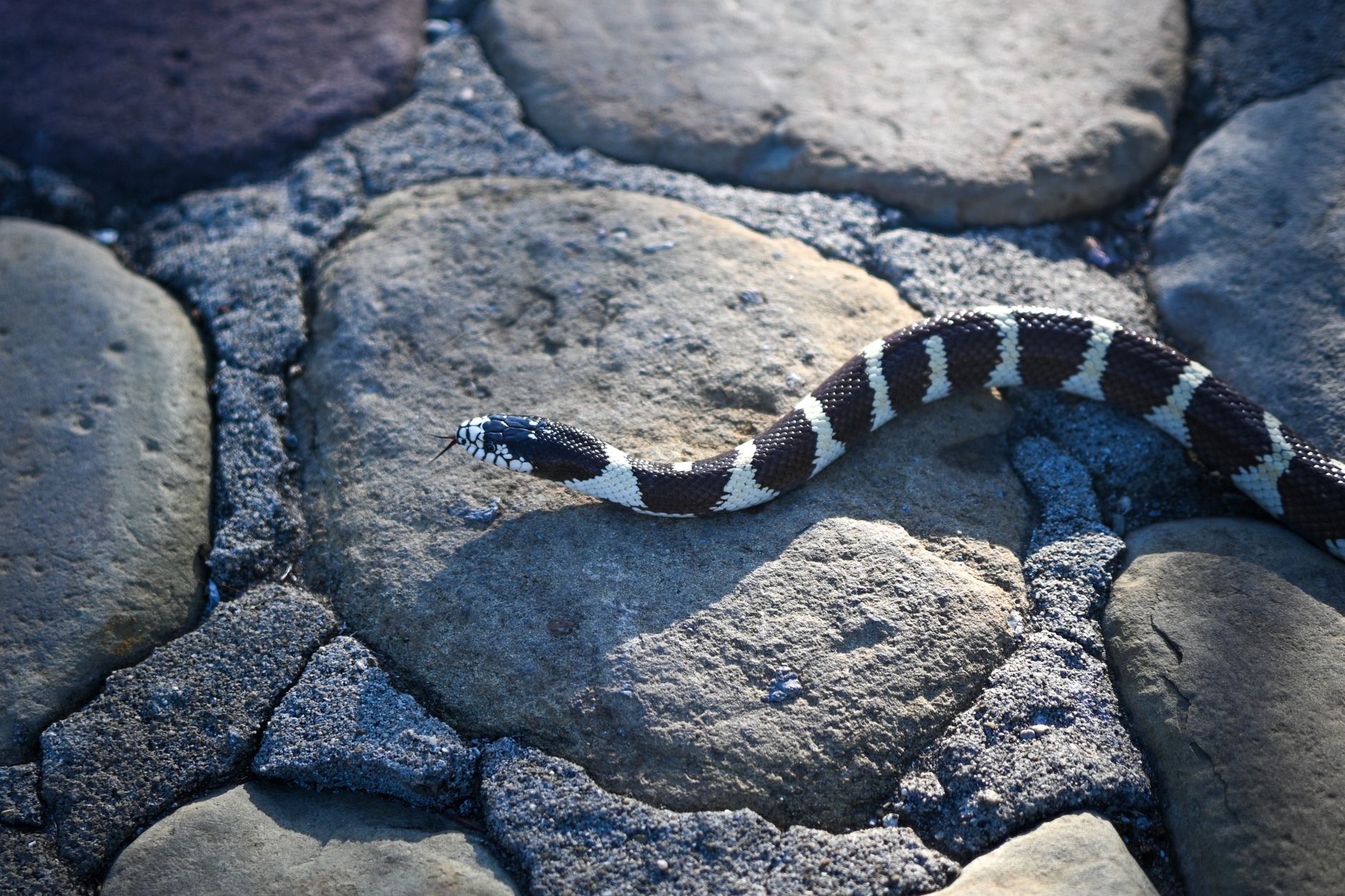Primeiro Socorros de Picada de Cobra Coral