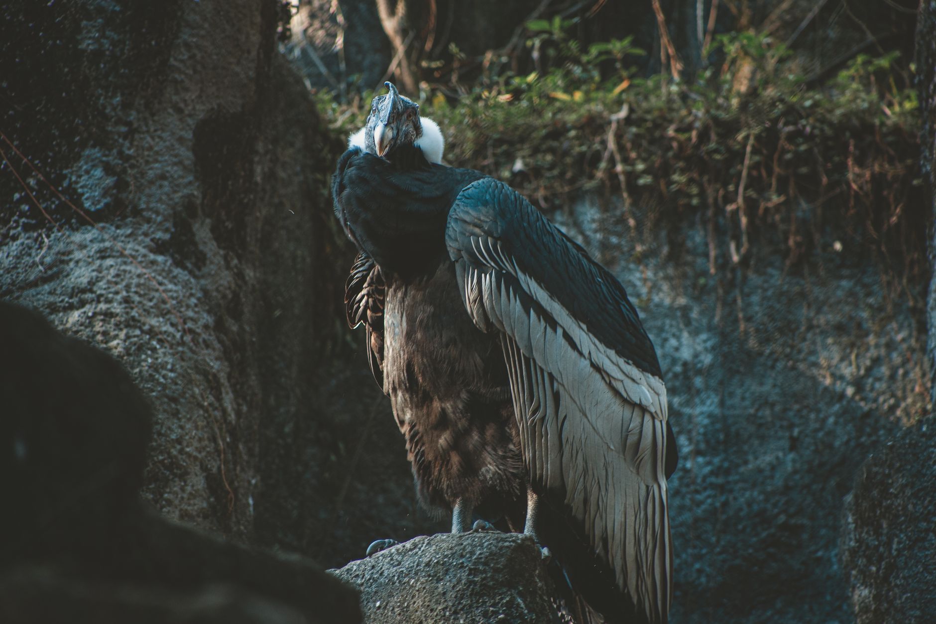 Spizaetus Ornatus