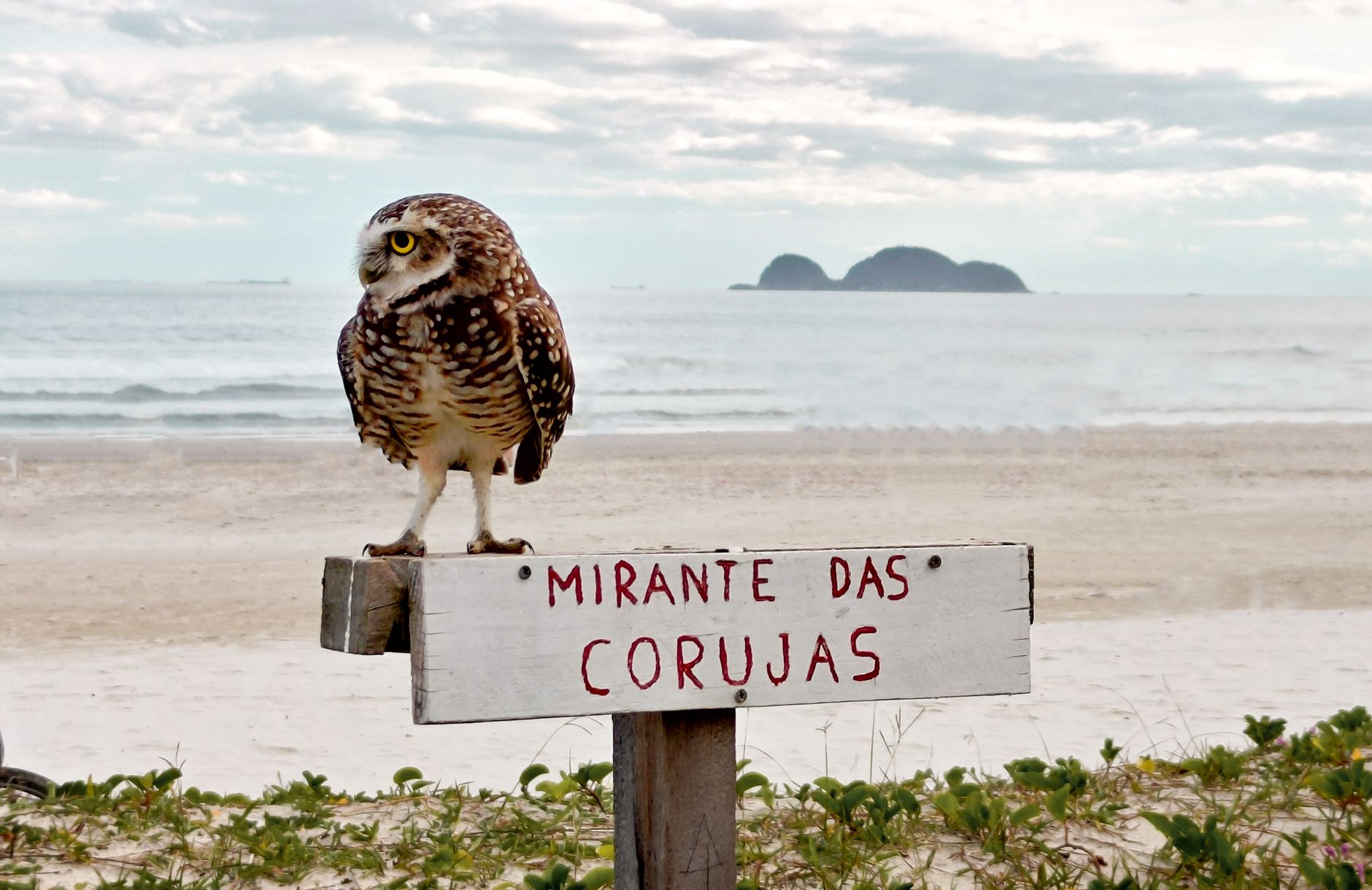 Ninho de Coruja Branca Brasileira