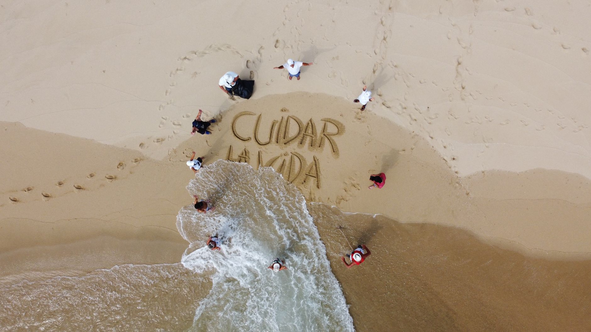 Jabuti Tinga Fotografado Andando Sobre a Mesa