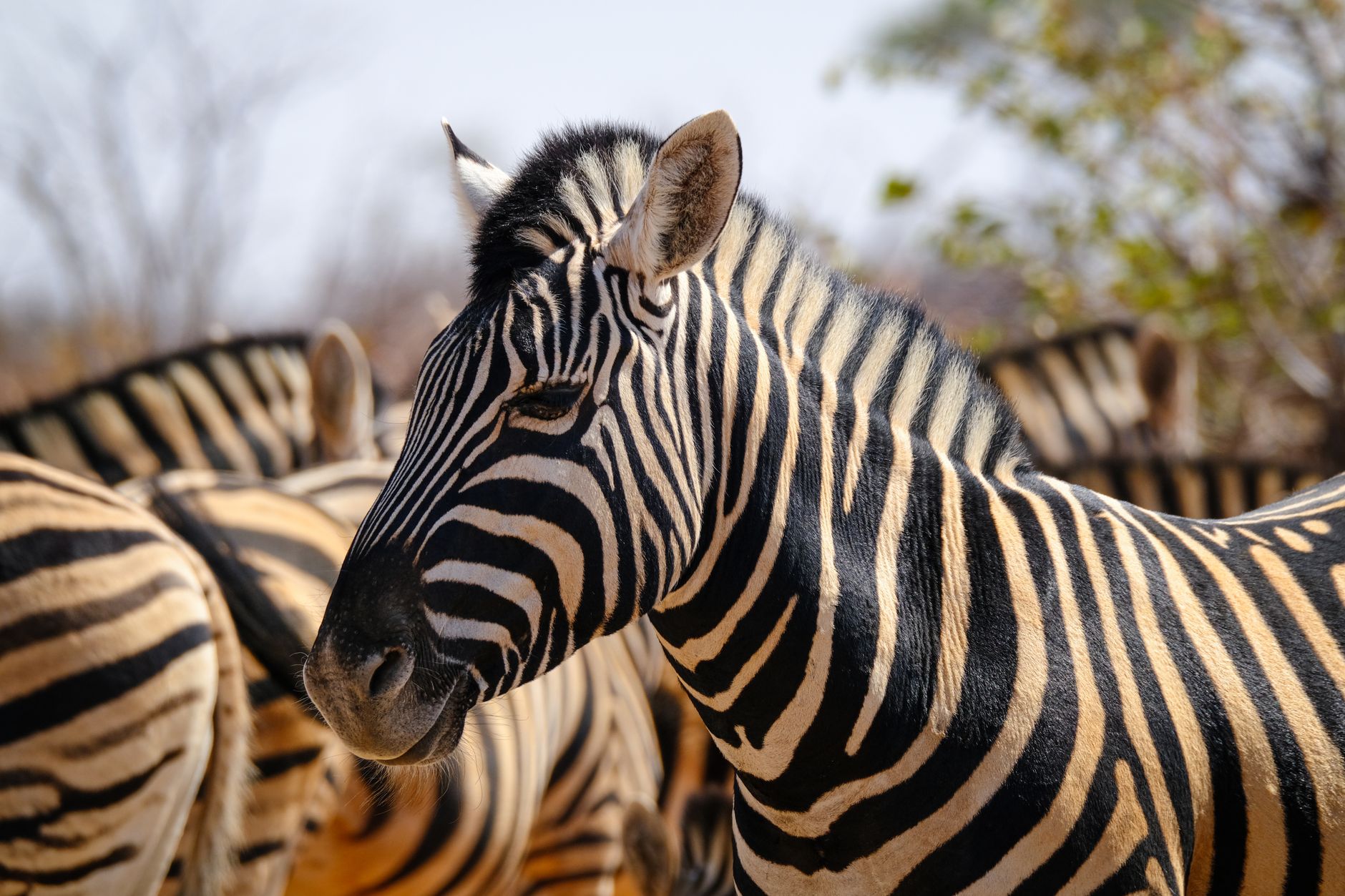 Zebra Correndo