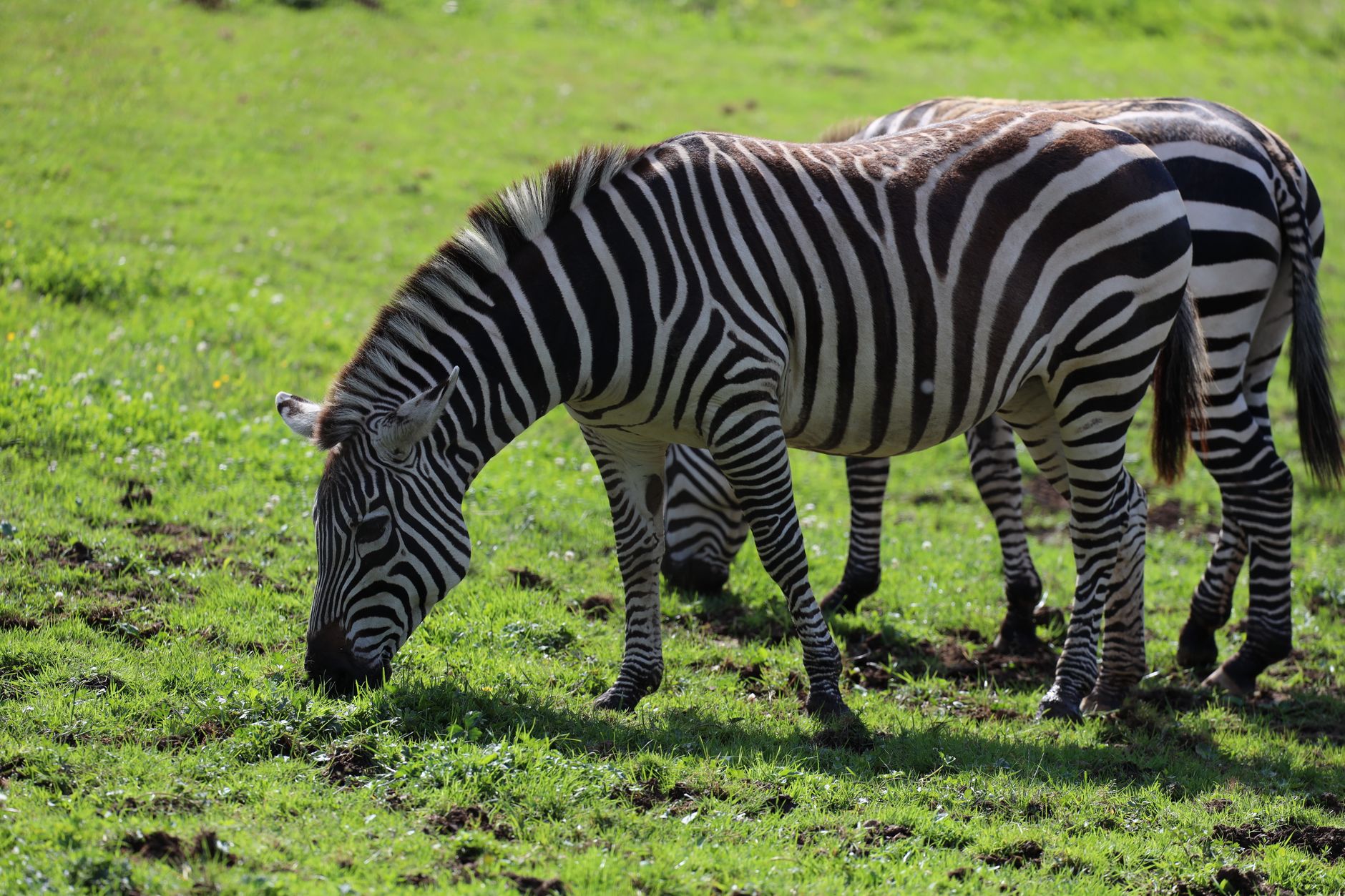 Zebra do Cabo