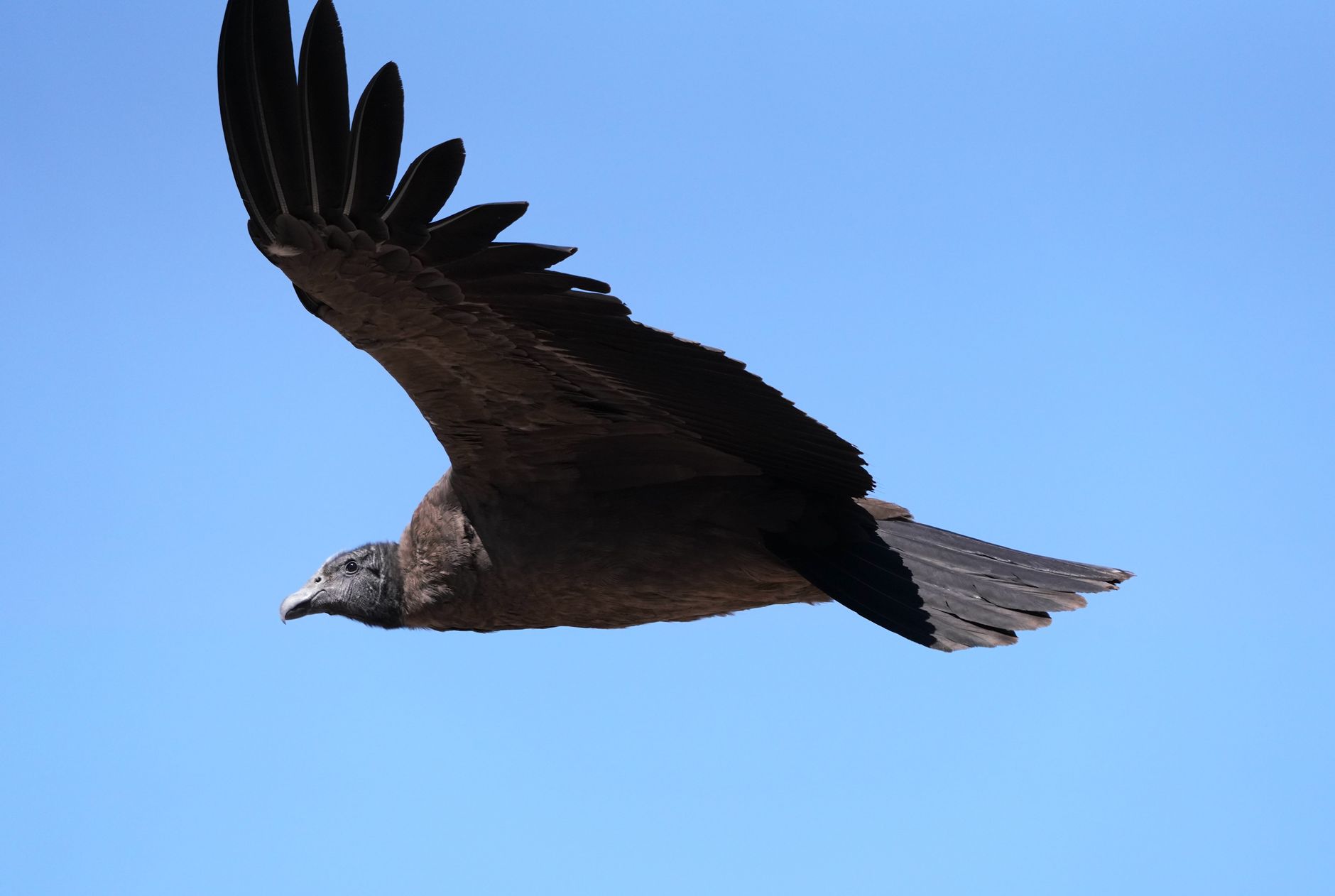 Spizaetus Tyrannus