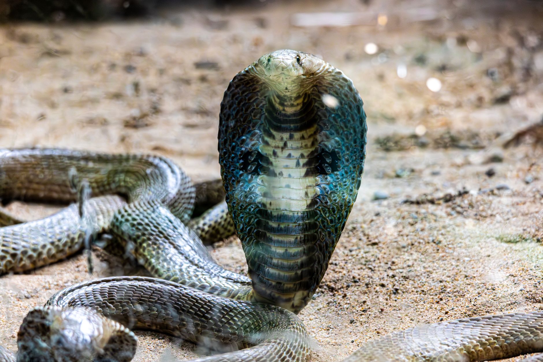 Serpente-Verde-do-Sri-Lanka