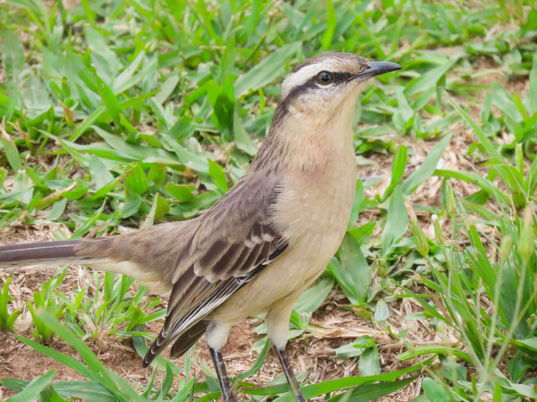 Picada de Cobra