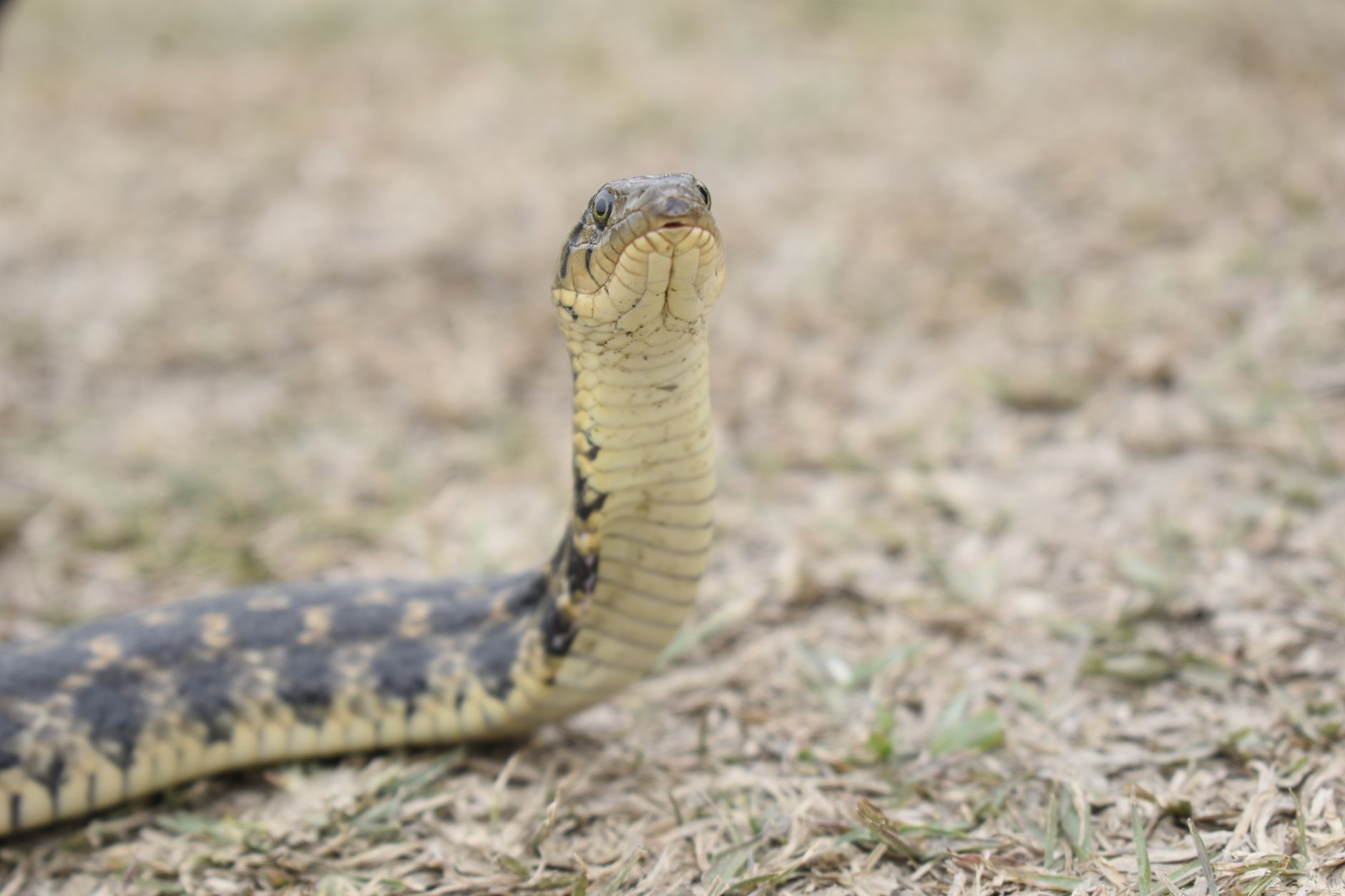 Serpente Índigo de Cauda Amarela