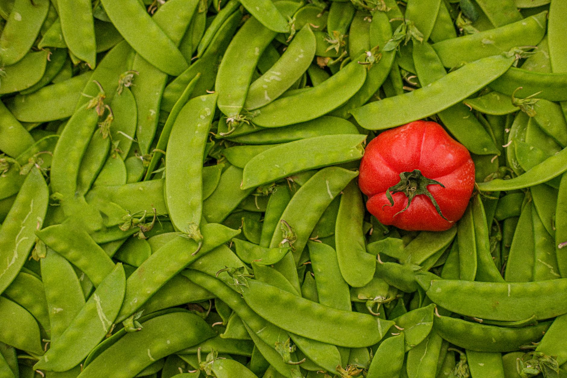 Pepino