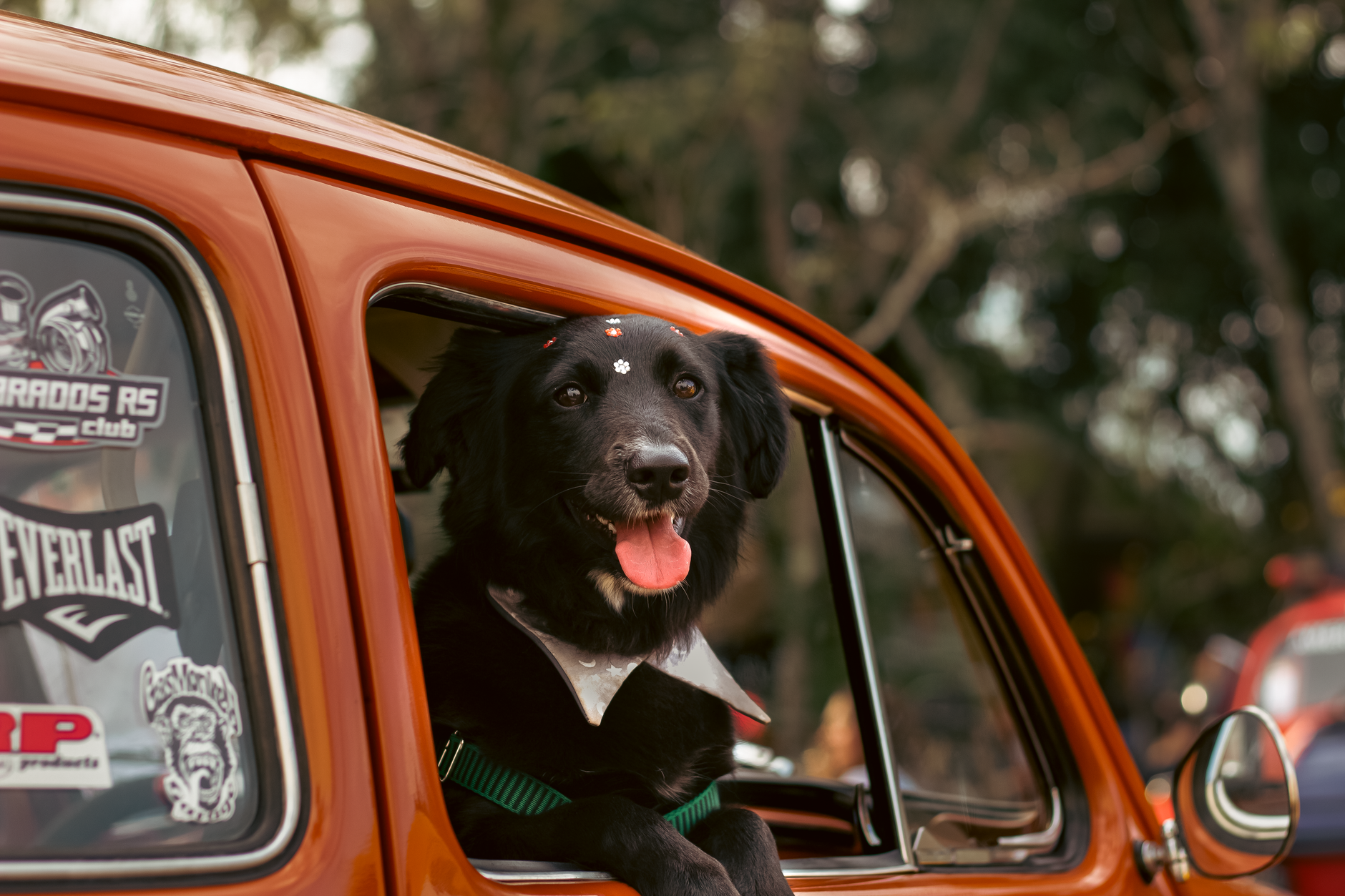  Mosaico Com Variedades de Cães