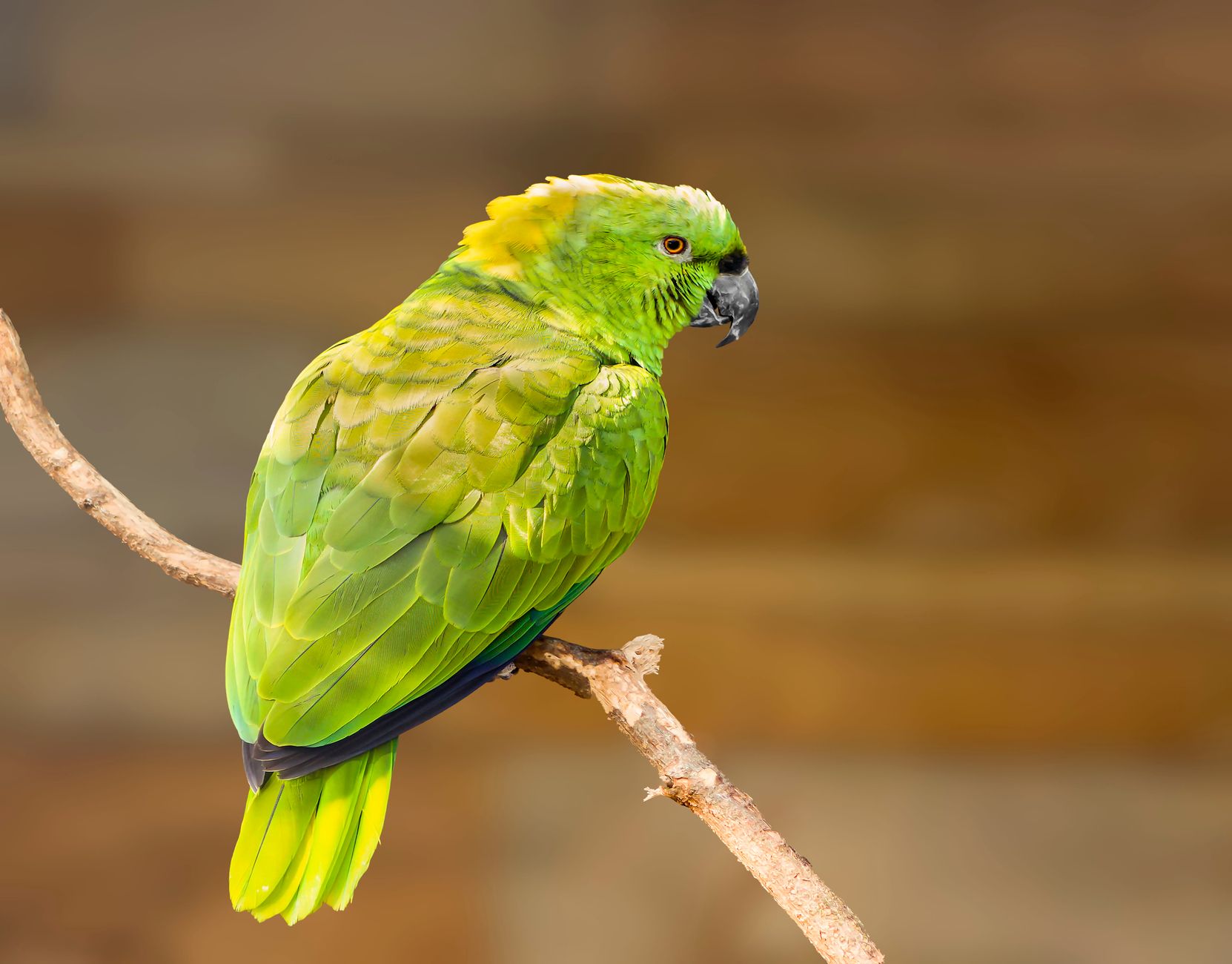 Papagaio Moleiro