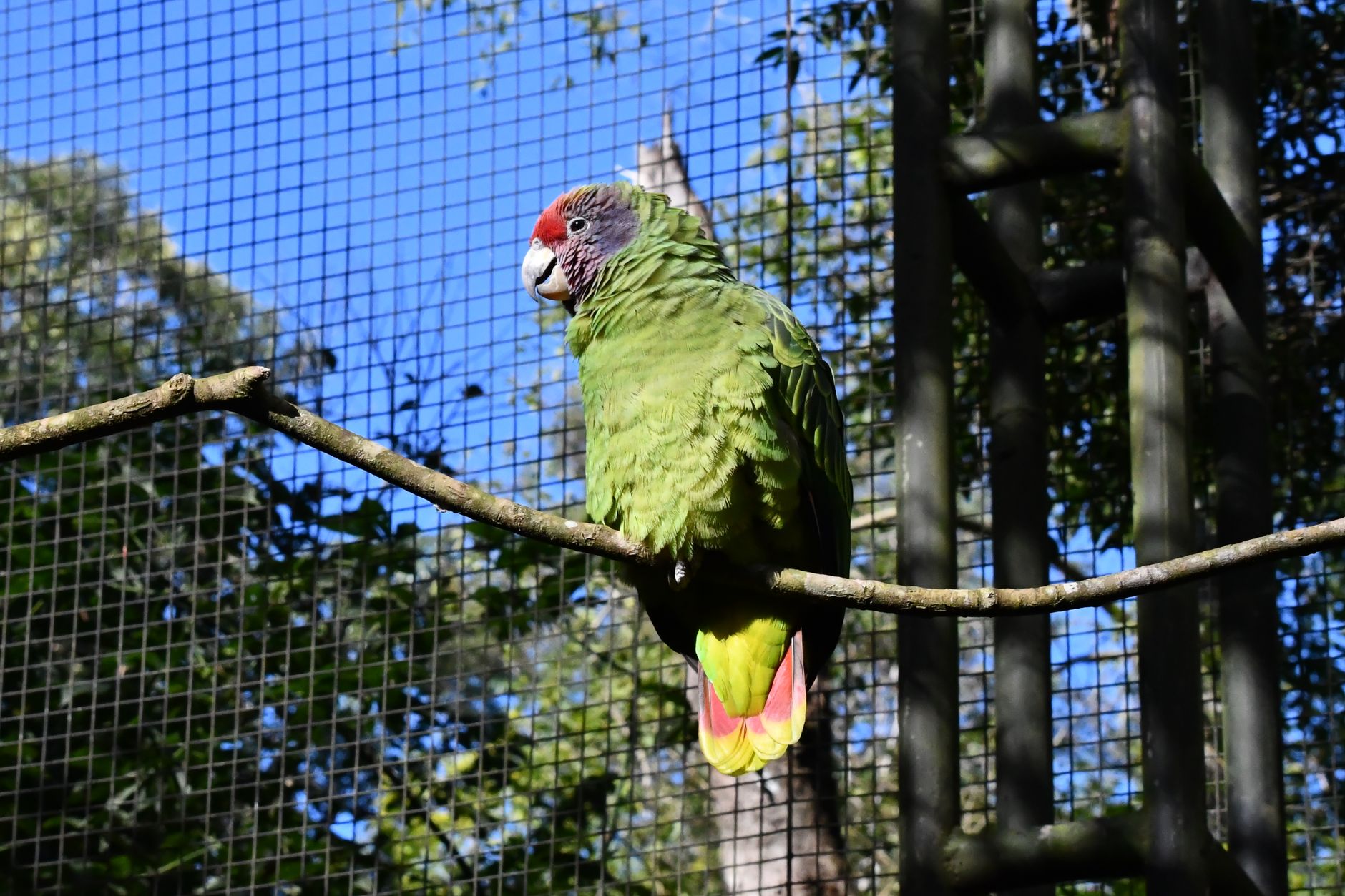 Papagaio da Patagônia