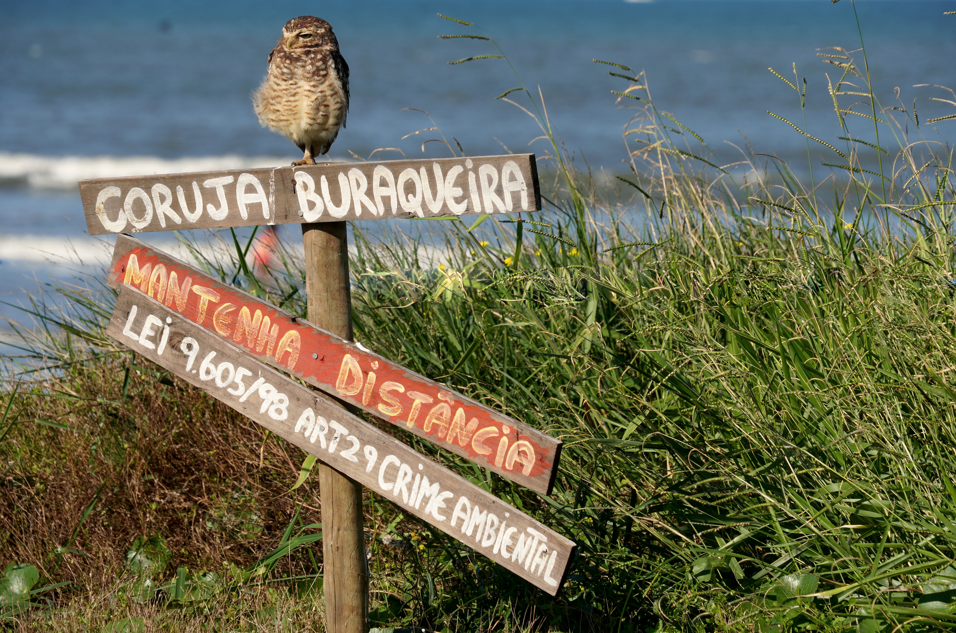 Viveiro da Coruja Buraqueira