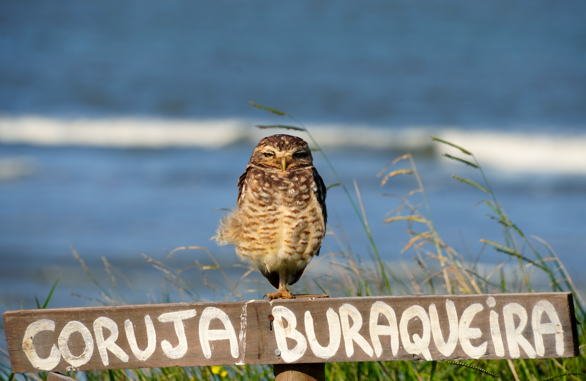 Visão Aguçada da Coruja Buraqueira