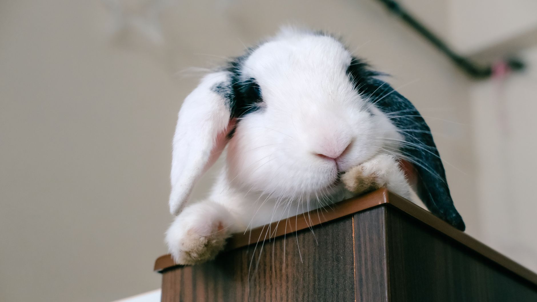 Mini Coelho Fuzzy Lop Com Laço na Cabeça