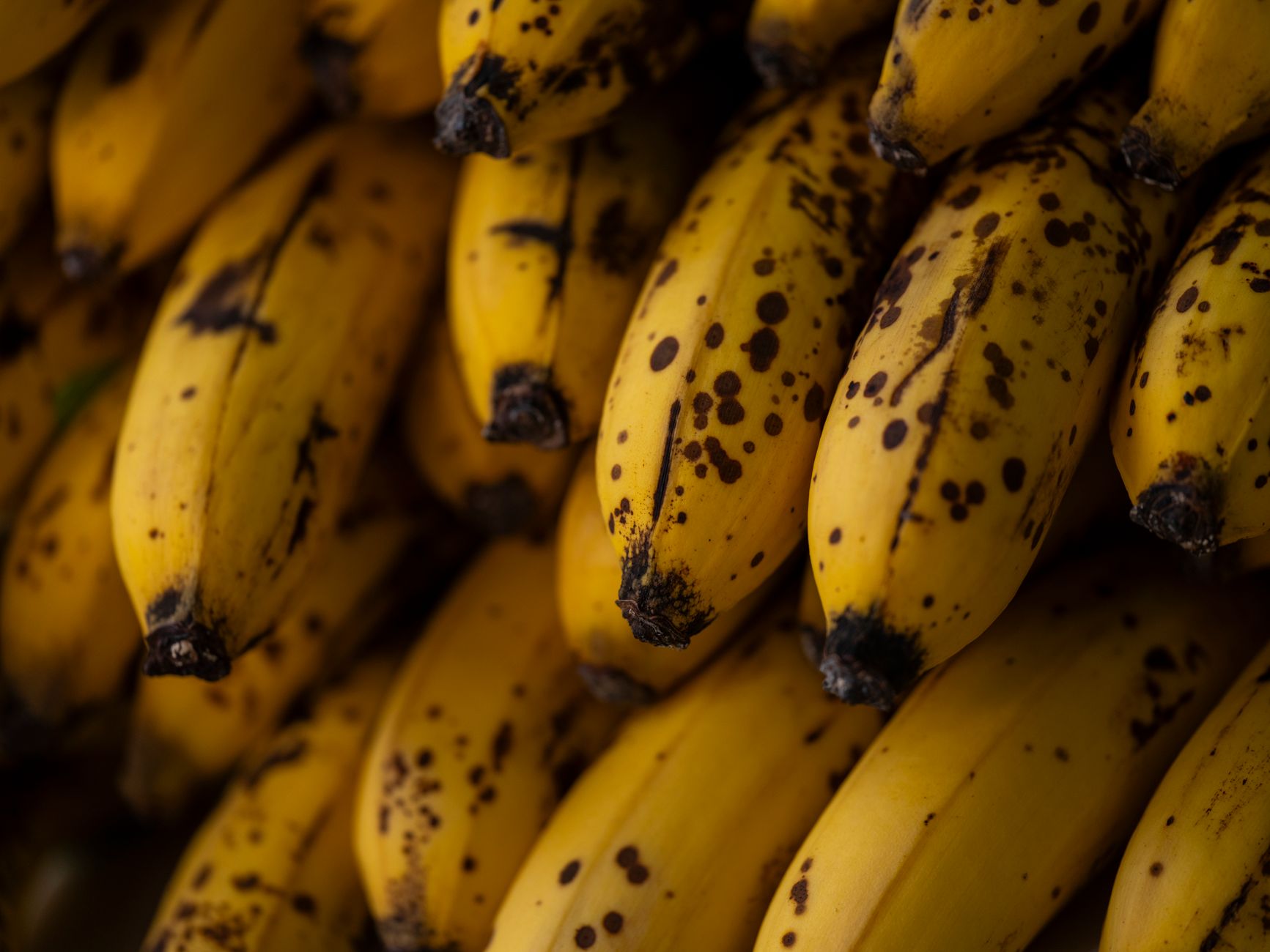 Pesquisadores da UEM desenvolveram um tipo de processo de muda de banana clonada resistente a vírus e doenças.