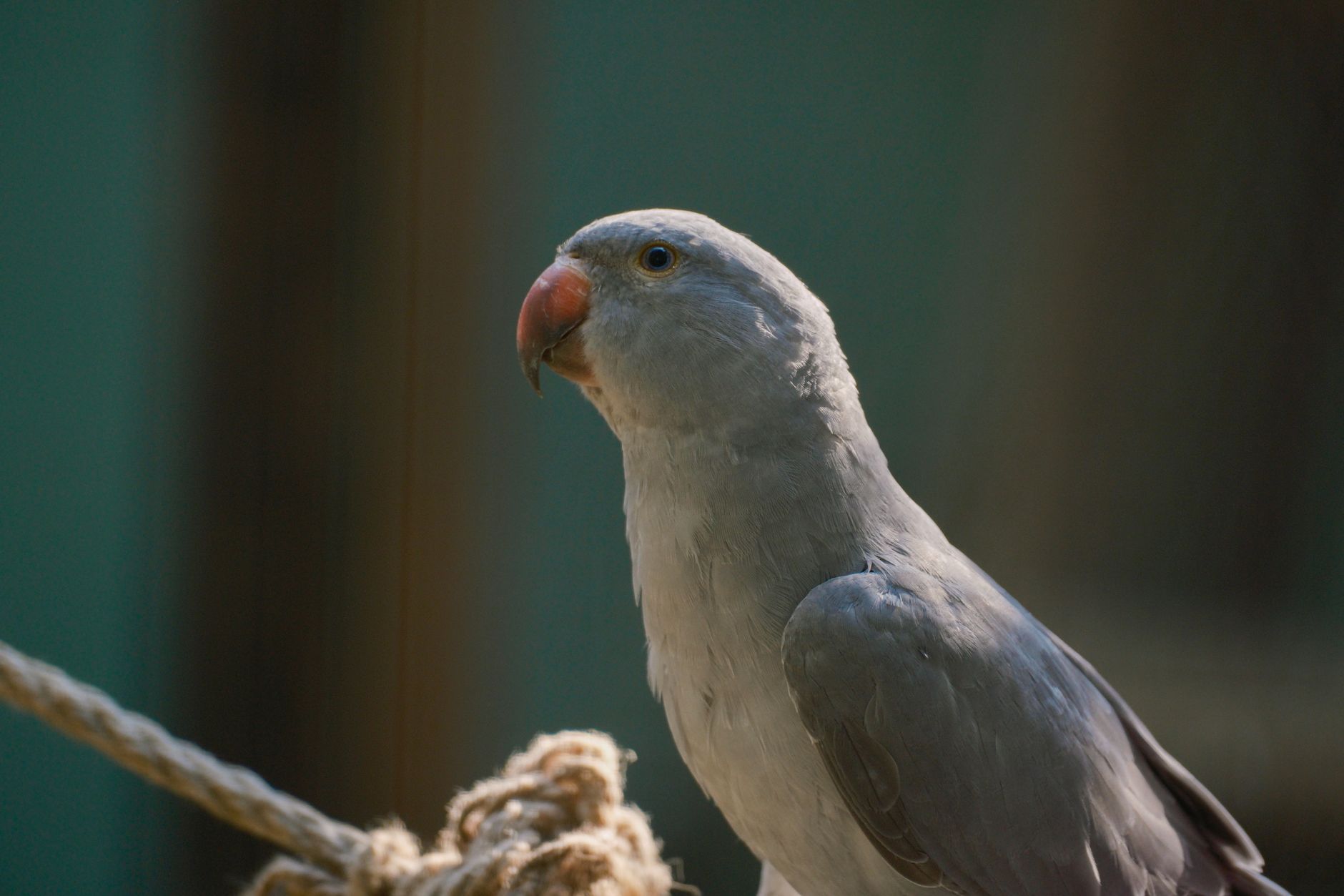 Papagaio da Cara Roxa