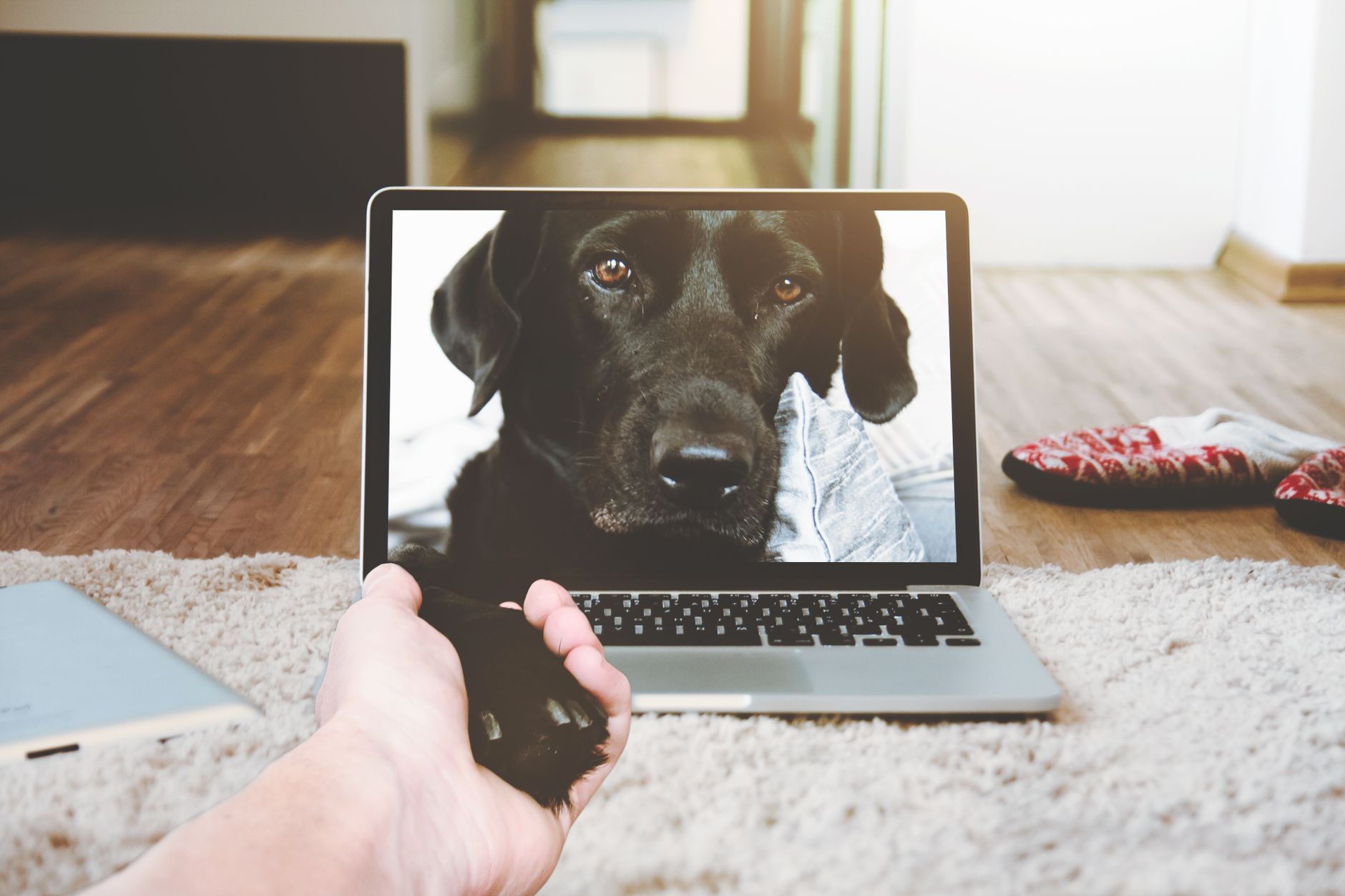 Tudo Sobre Seu Pet - Dicas Sobre Cachorro e Gato