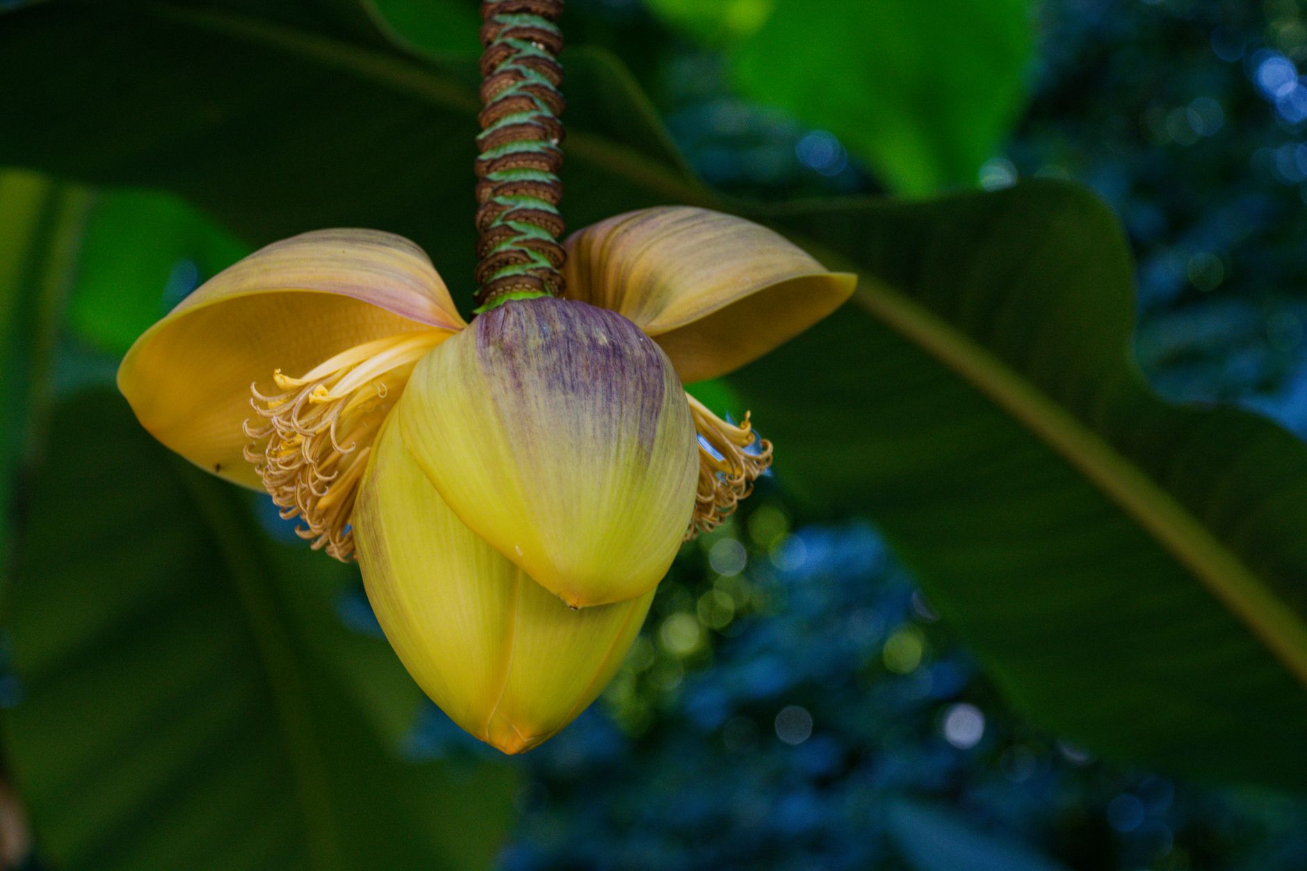 O Cuidado com as Plantas e as Temperaturas