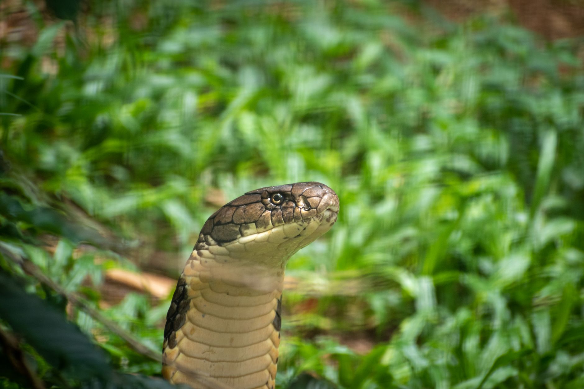 Jararaquinha Comendo Lesma