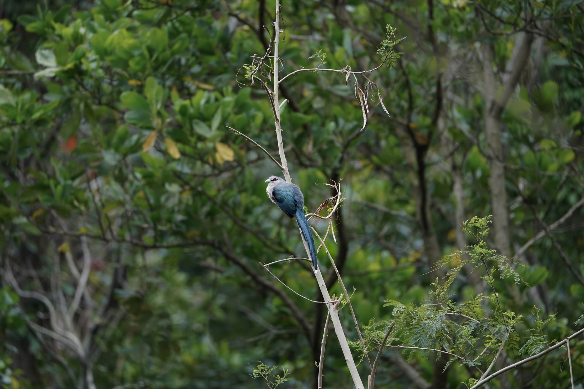 Papagaio da Cara Roxa Em Cima da Árvore