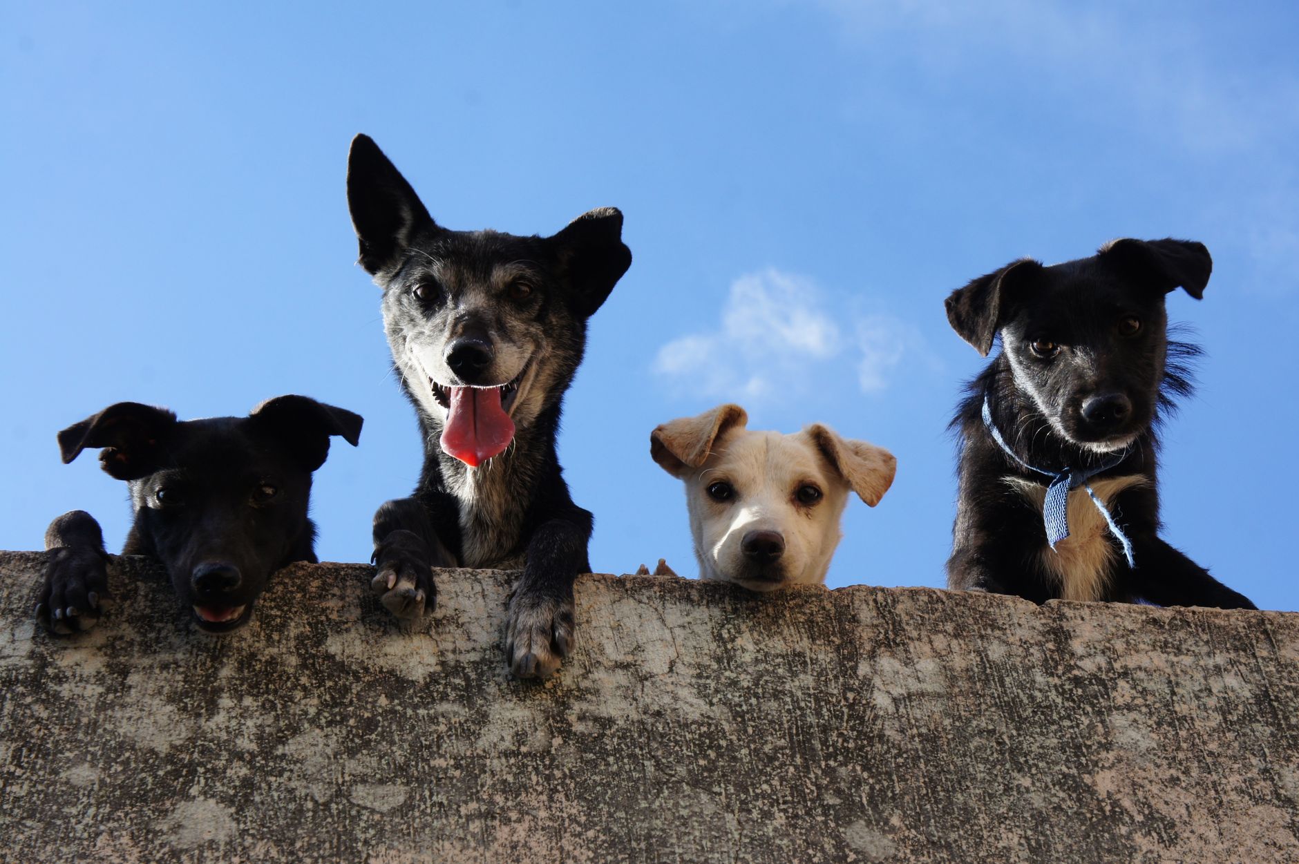 Petlove - O Maior Petshop Online do Brasil - Produtos Para Cachorro - Gato e Outros Pets 