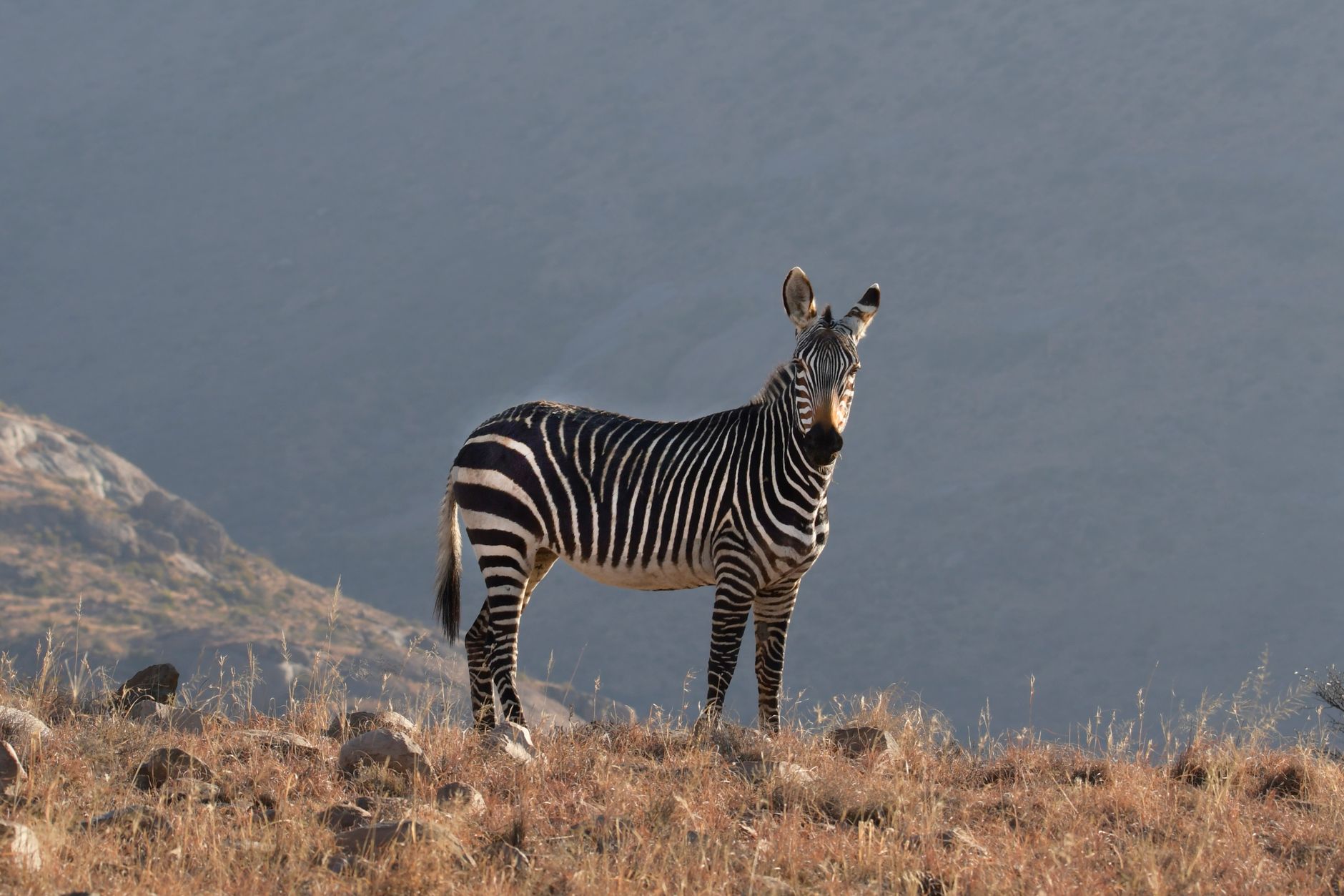 Zebra na Africa
