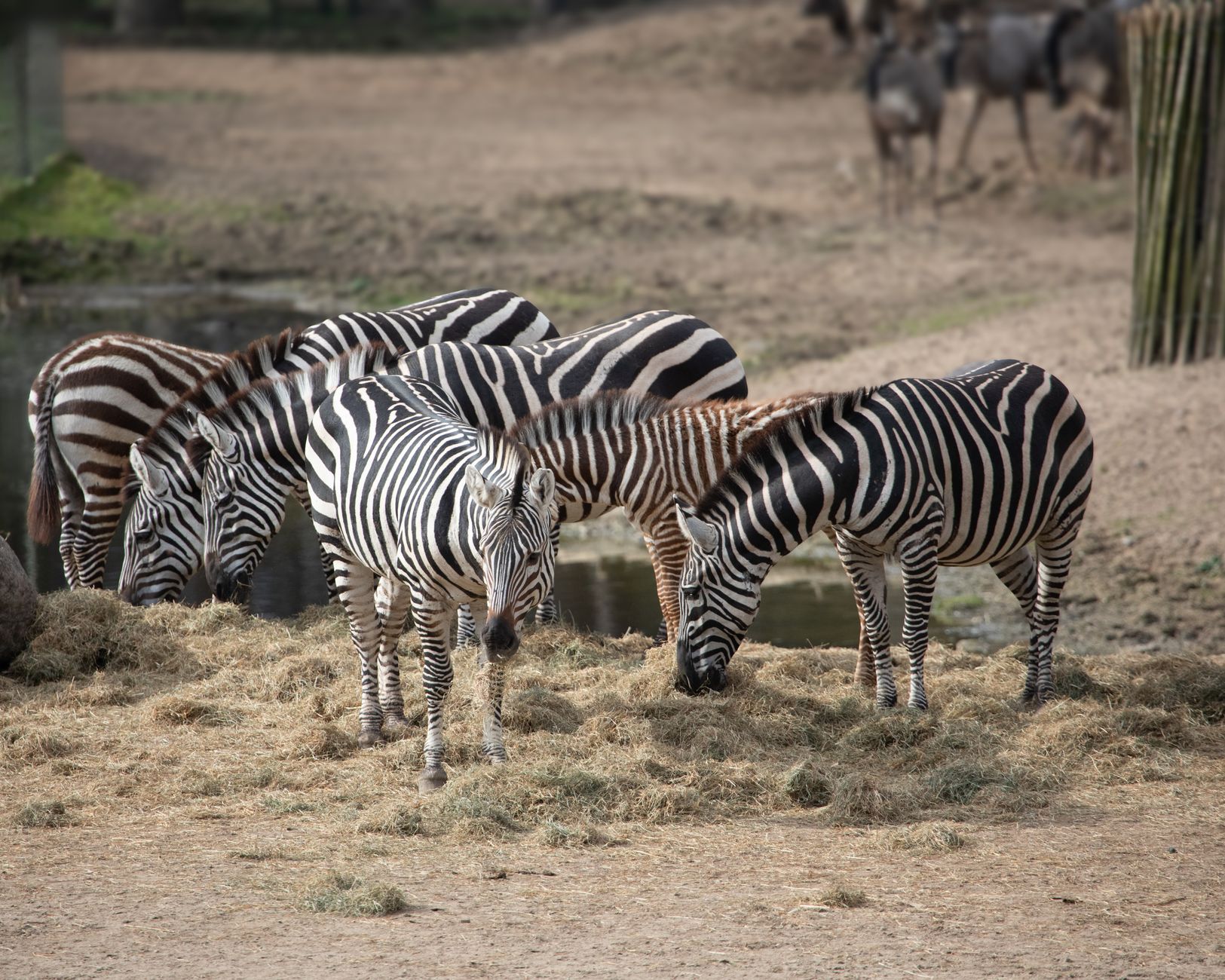 Reprodução da Zebra da Montanha